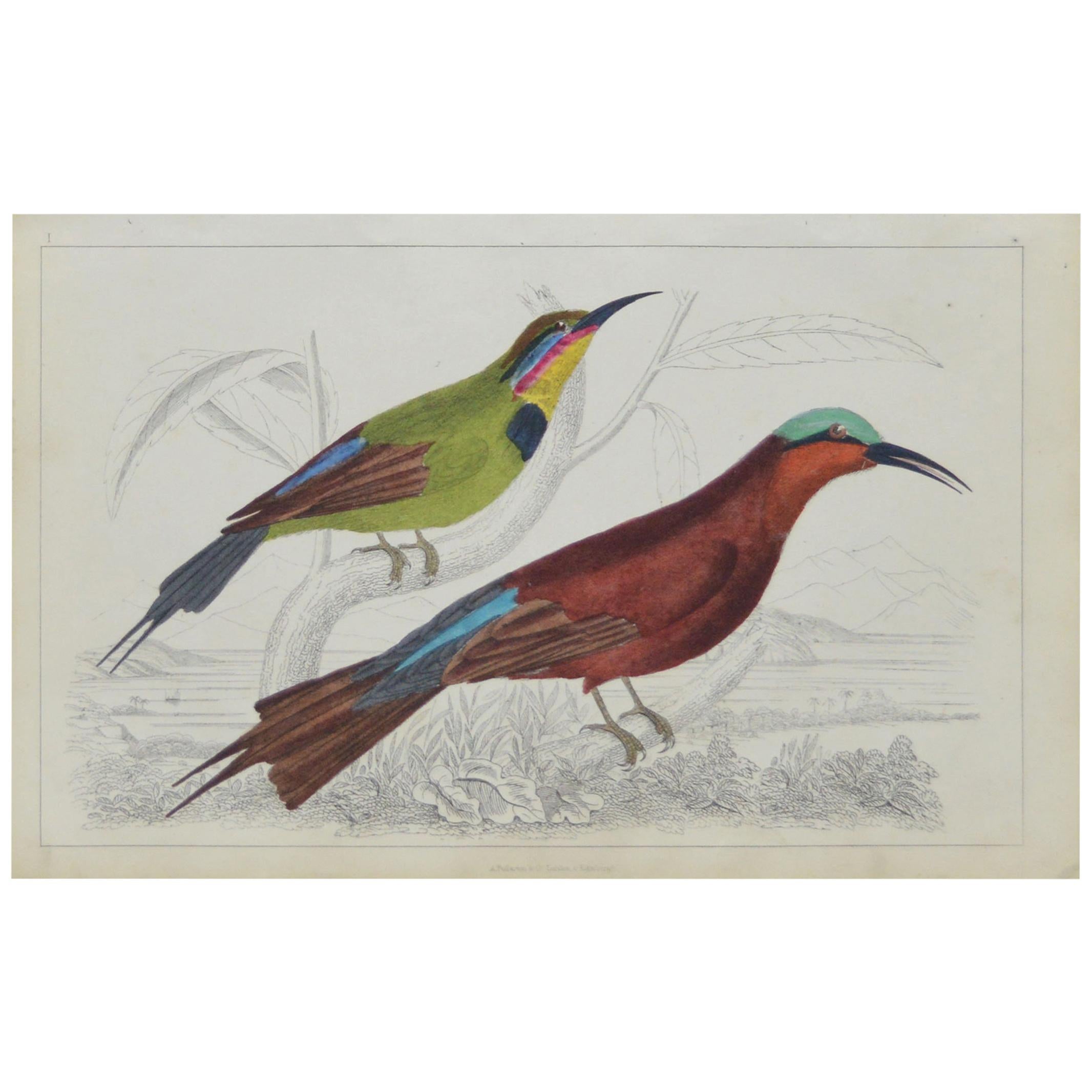 Original Antique Print of Bee-Eaters, 1847 
Unframed
