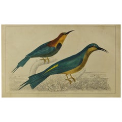 Original Antique Print of Bee-Eaters, 1847 'Unframed'