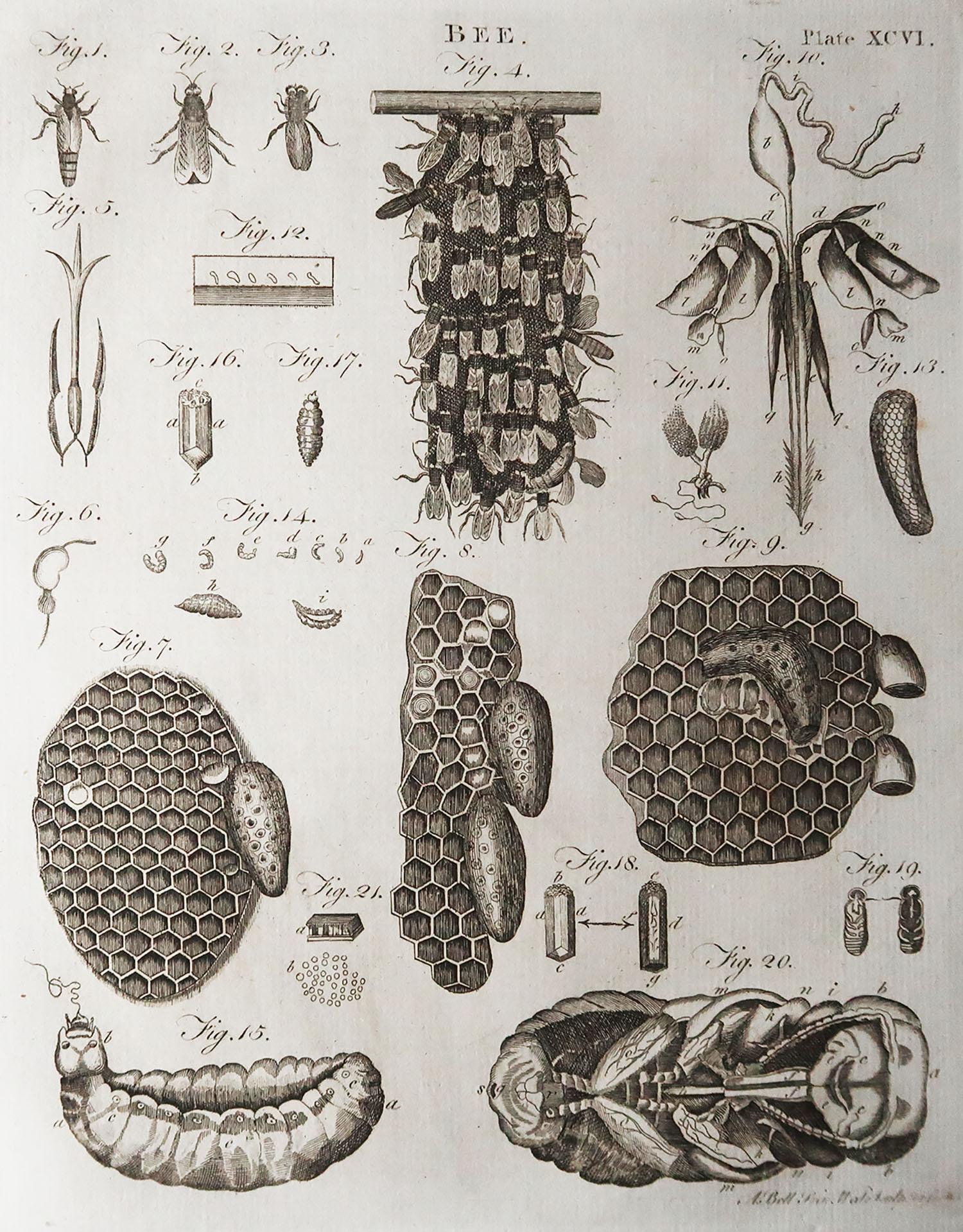 Great image of bees 

Copper-plate engraving

Published C.1790

Unframed.