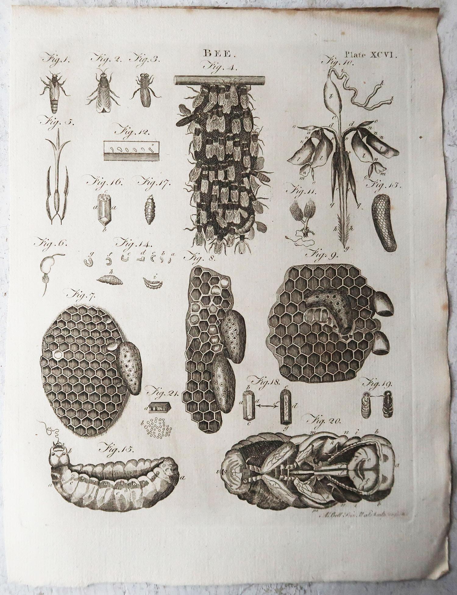 English Original Antique Print of Bees, Circa 1790