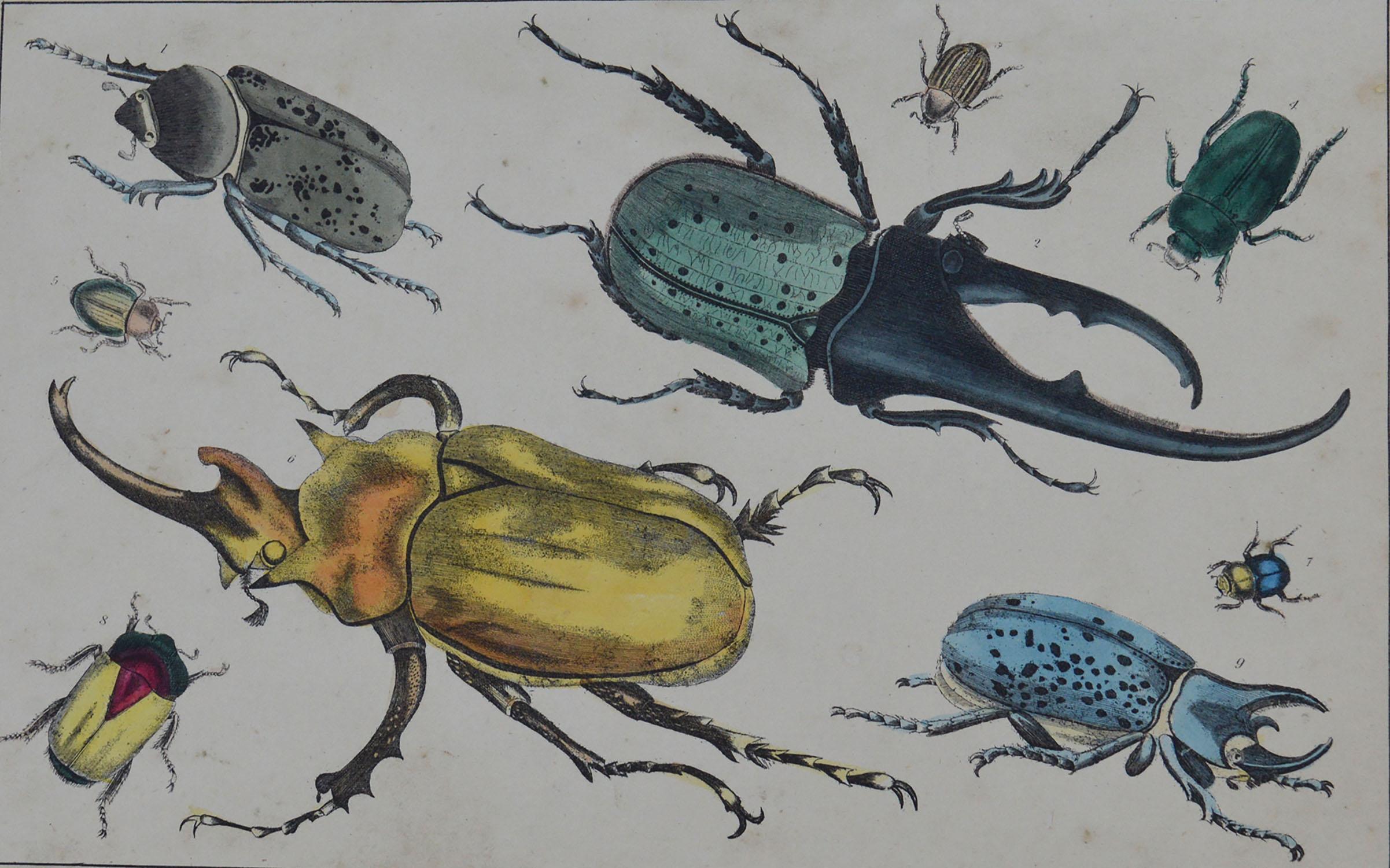 Great image of beetles.

Unframed. It gives you the option of perhaps making a set up using your own choice of frames.

Lithograph after Cpt. Brown with original hand color.

Published, 1847.

Free shipping.






  