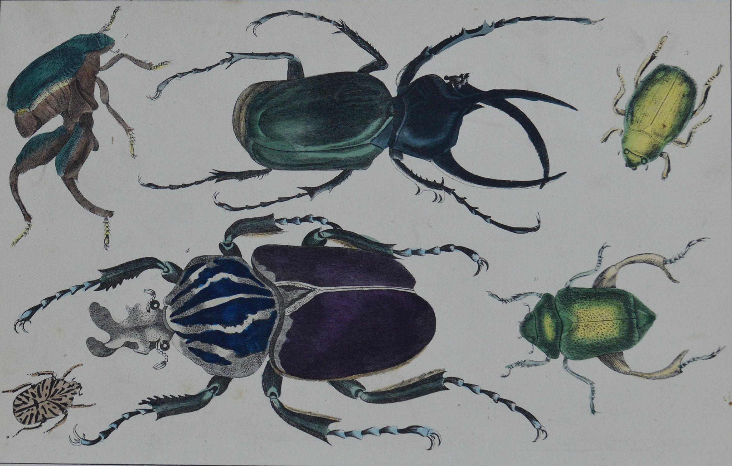 Great image of beetles.

Unframed. It gives you the option of perhaps making a set up using your own choice of frames.

Lithograph after Cpt. Brown with original hand color.

Published, 1847.

Free shipping.






 