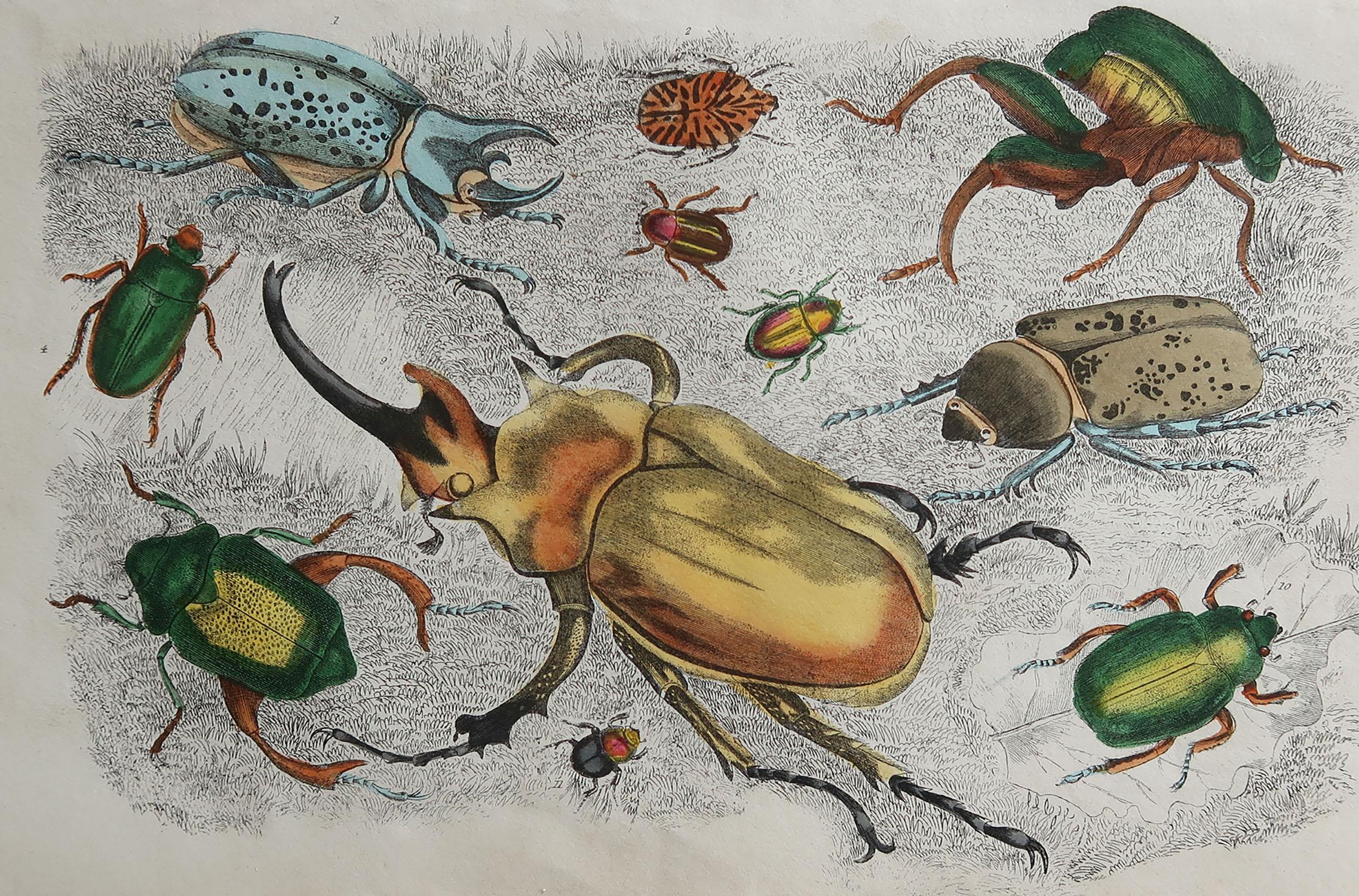 Great image of beetles.

Unframed. It gives you the option of perhaps making a set up using your own choice of frames.

Lithograph after Cpt. brown with original hand color.

Published, 1847.

Free shipping.






