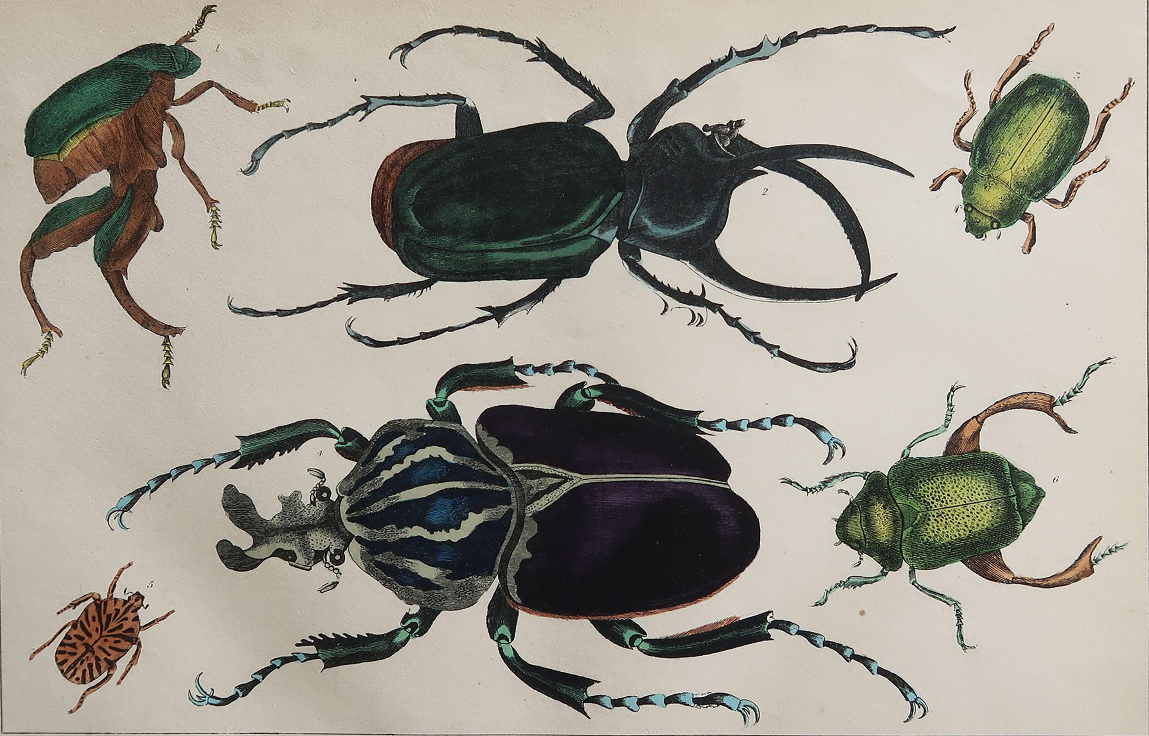 Great image of beetles.

Unframed. It gives you the option of perhaps making a set up using your own choice of frames.

Lithograph after Cpt. Brown with original hand color.

Published, 1847.

Free shipping.






 