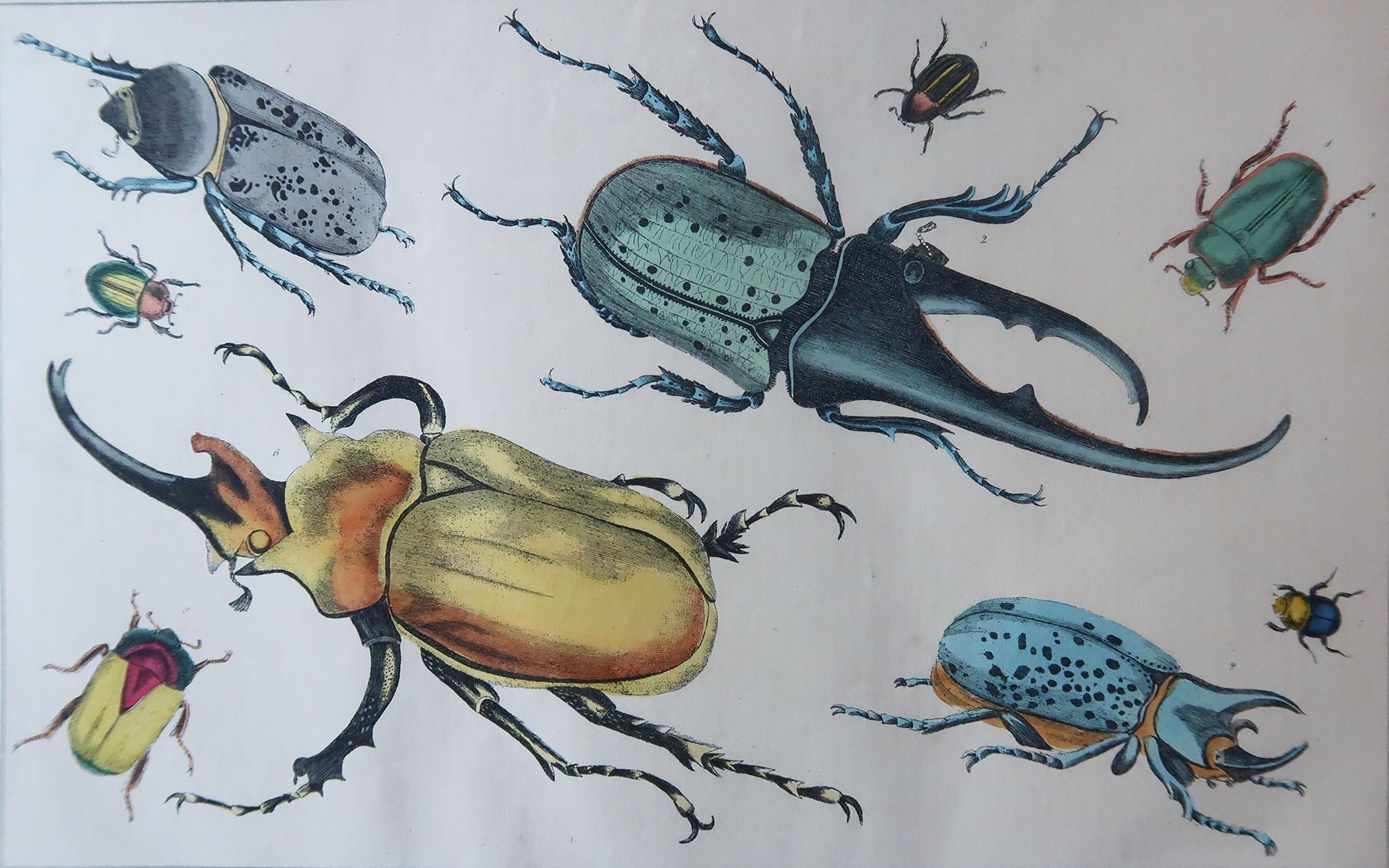 Great image of beetles.

Unframed. It gives you the option of perhaps making a set up using your own choice of frames.

Lithograph after Cpt. brown with original hand color.

Published, 1847.

Free shipping.






