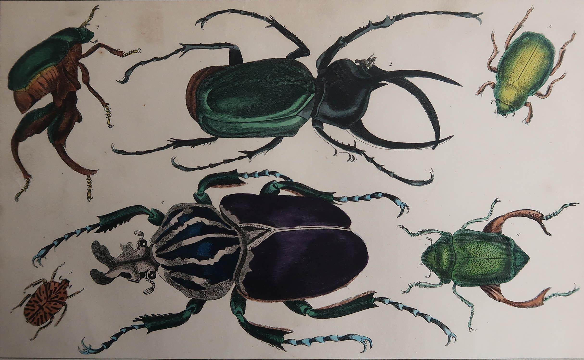 Great image of beetles.

Unframed. It gives you the option of perhaps making a set up using your own choice of frames.

Lithograph after Cpt. brown with original color.

Published, 1847.








