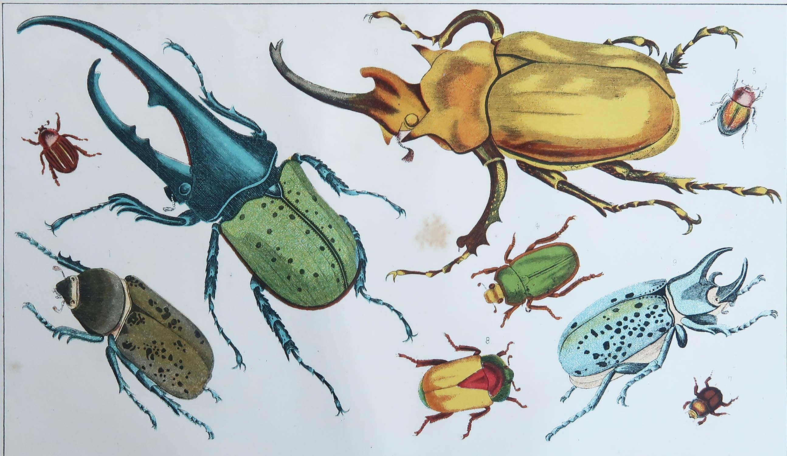 Great image of beetles.

Unframed. It gives you the option of perhaps making a set up using your own choice of frames.

Lithograph after Cpt. brown with original color.

Published, 1847.








