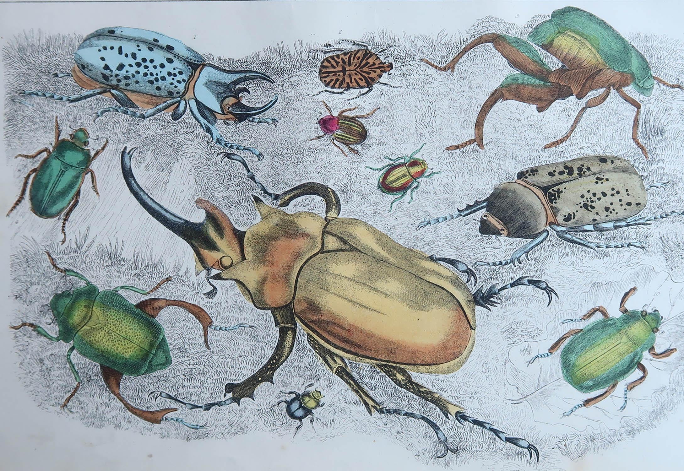 Tolles Bild von Käfern.

Ungerahmt. So haben Sie die Möglichkeit, Ihre eigene Auswahl an Rahmen zu treffen.

Lithographie nach Cpt. Braun mit Originalfarbe.

Veröffentlicht, 1847.








