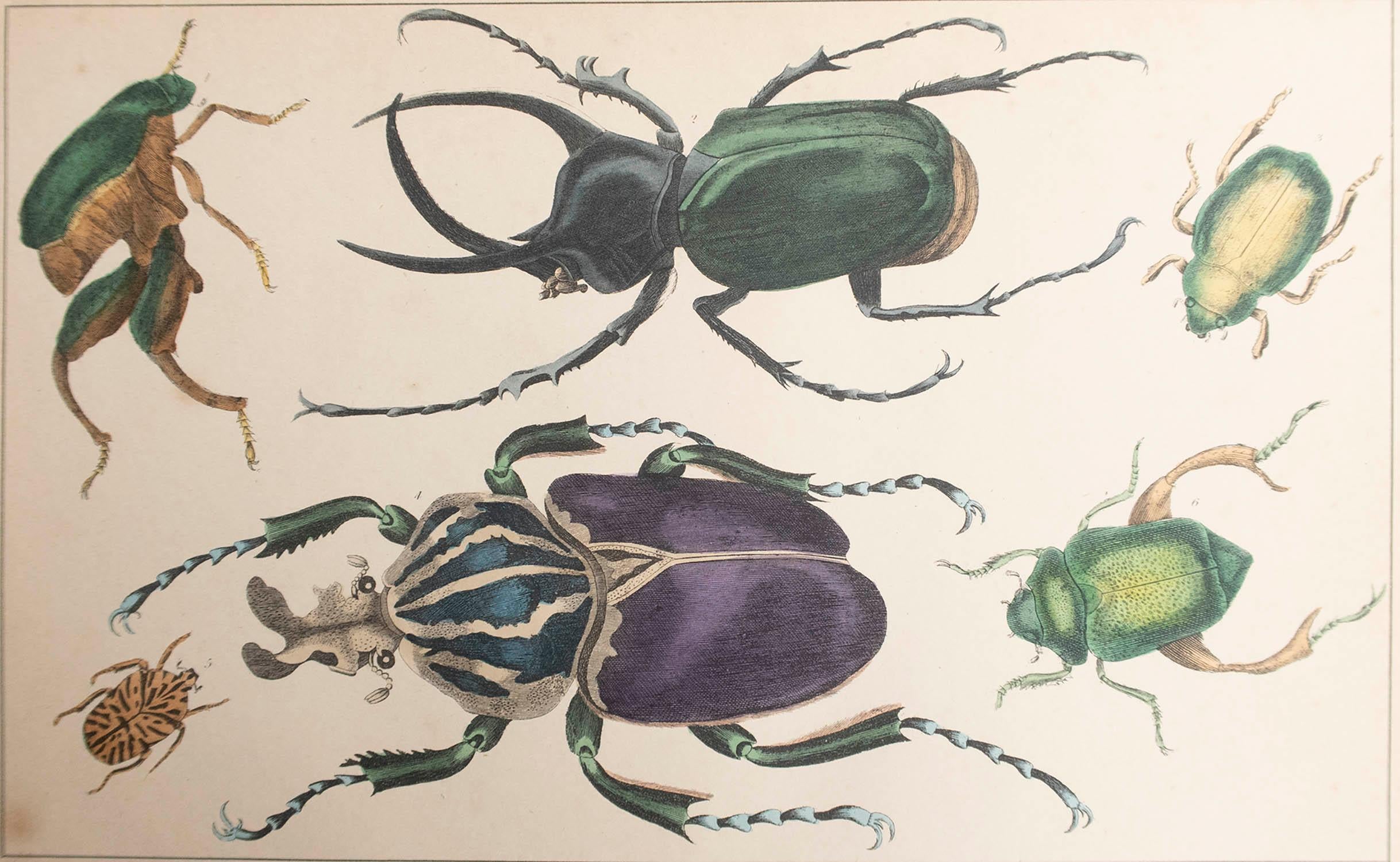 Superbe image de coléoptères.

Non encadré. Il vous donne la possibilité de réaliser un montage en utilisant les cadres de votre choix.

Lithographie d'après Cpt. brown avec couleur originale.

Publié en 1847.








