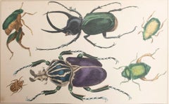 Original Antique Print of Beetles, 1847, 'Unframed'