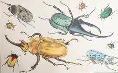 Original Antique Print of Beetles, 1847, 'Unframed'