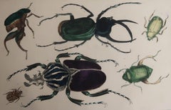 Stampa antica originale di coleotteri, 1847, "Senza cornice