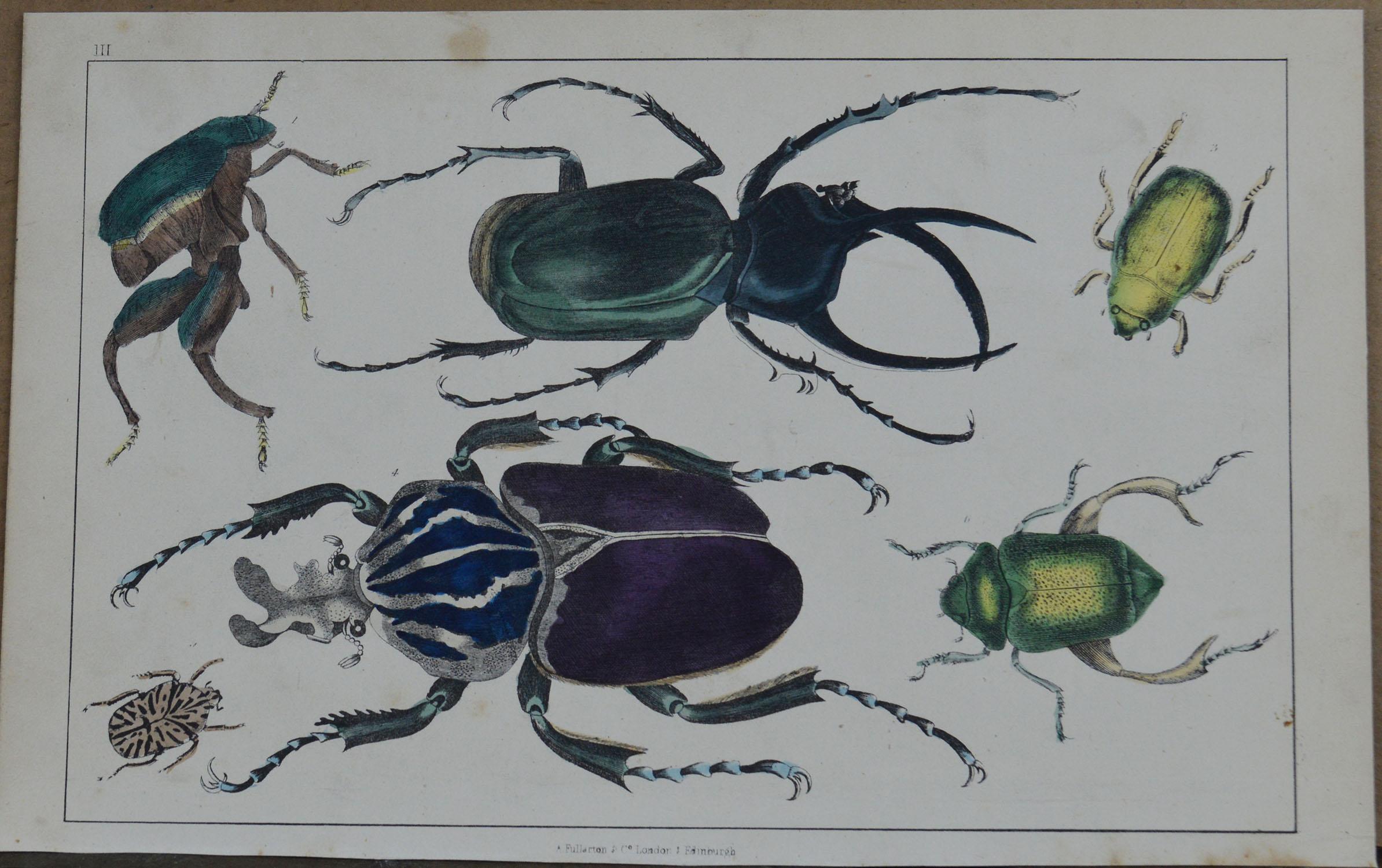 Folk Art Original Antique Print of Beetles, 1847 'Unframed'