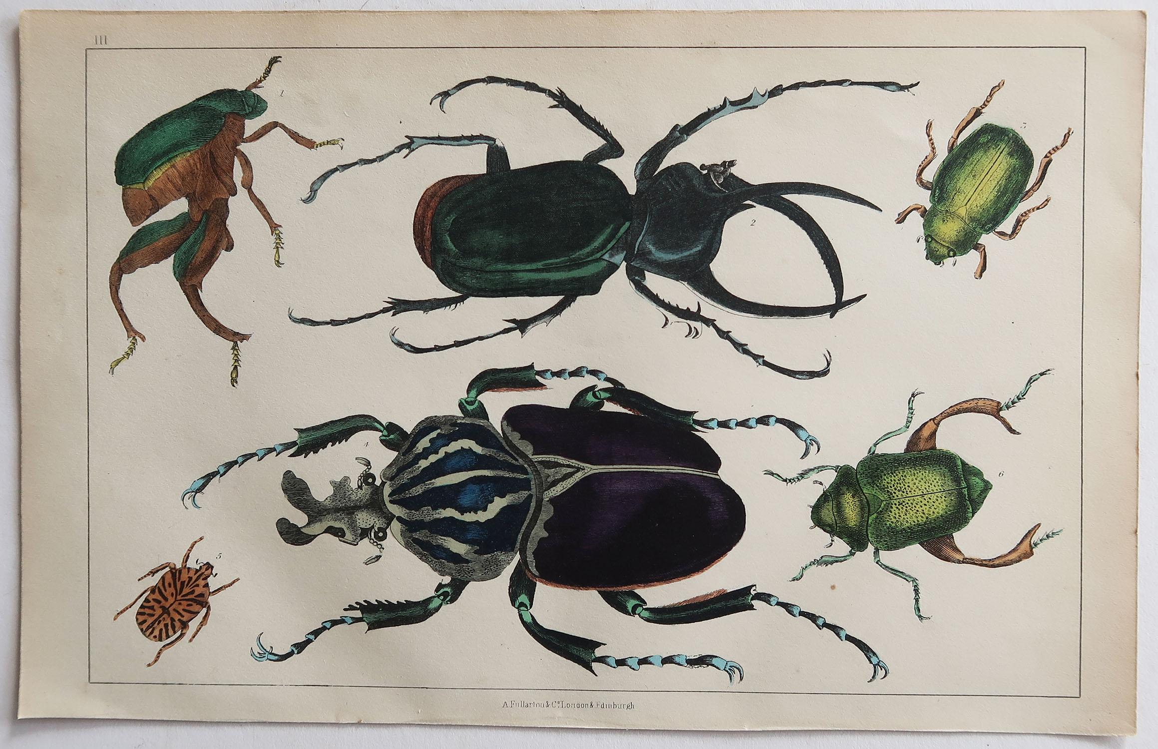 Folk Art Original Antique Print of Beetles, 1847 'Unframed'