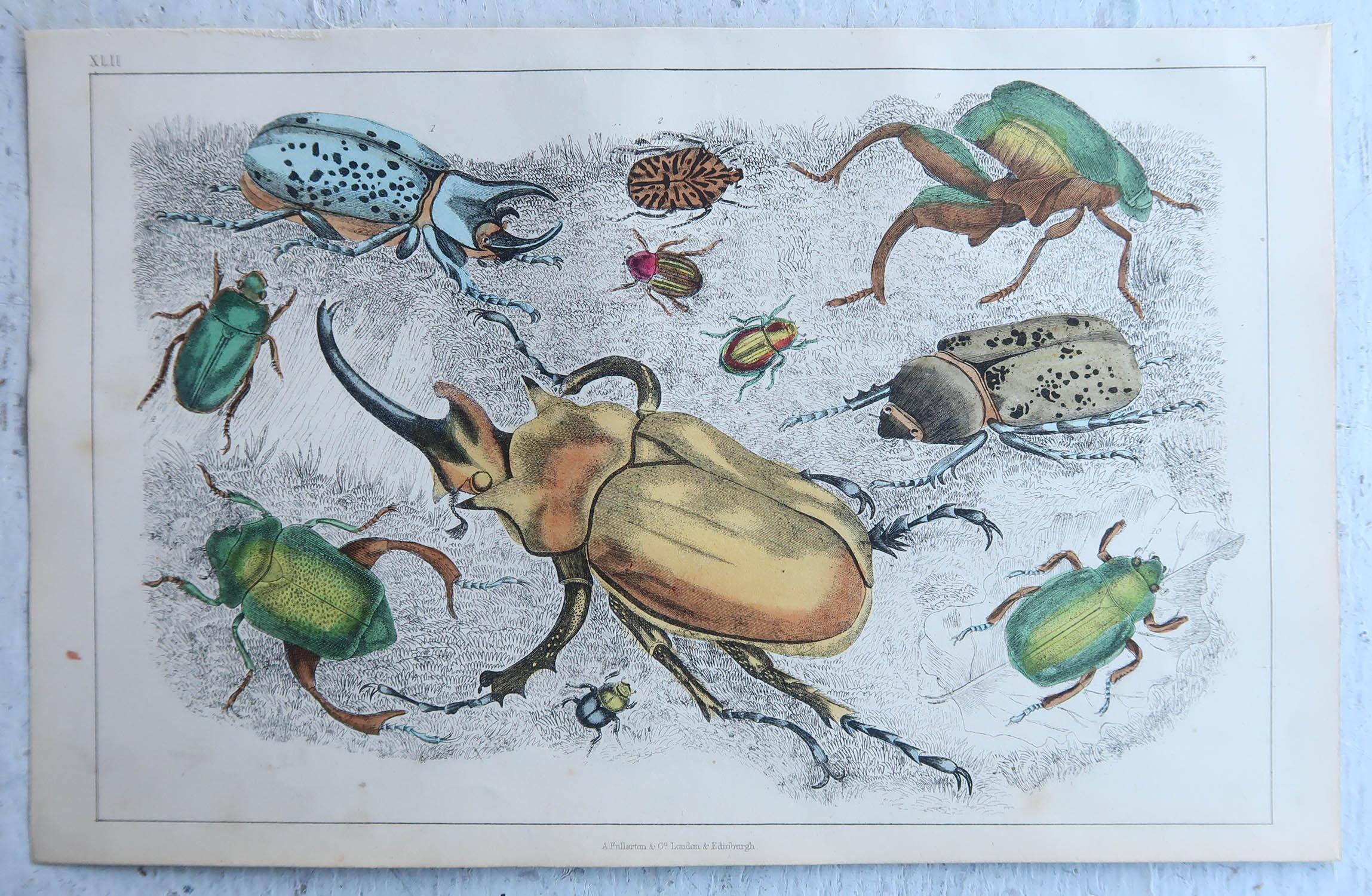 Folk Art Original Antique Print of Beetles, 1847, 'Unframed'
