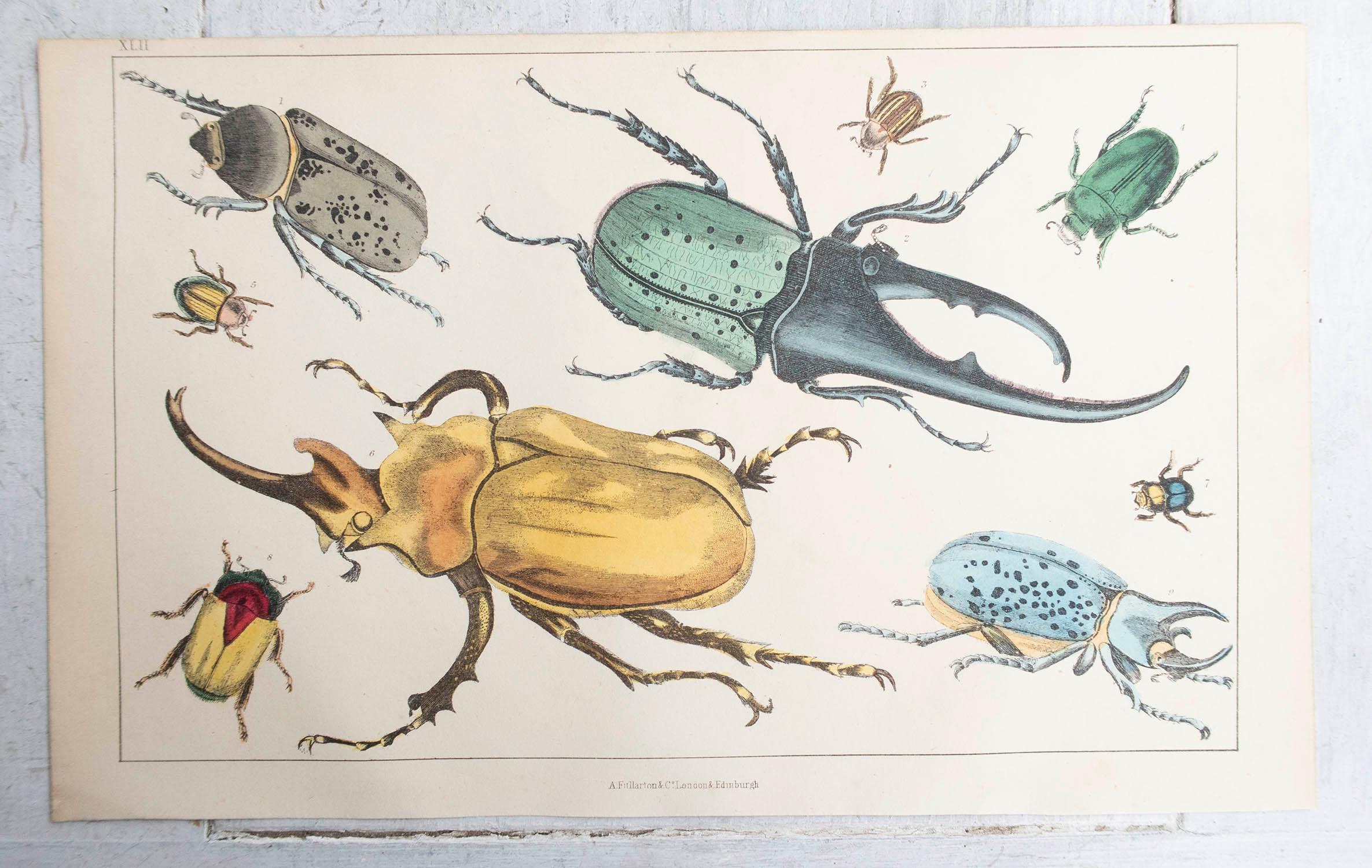 Arte popolare Stampa antica originale di coleotteri, 1847, 