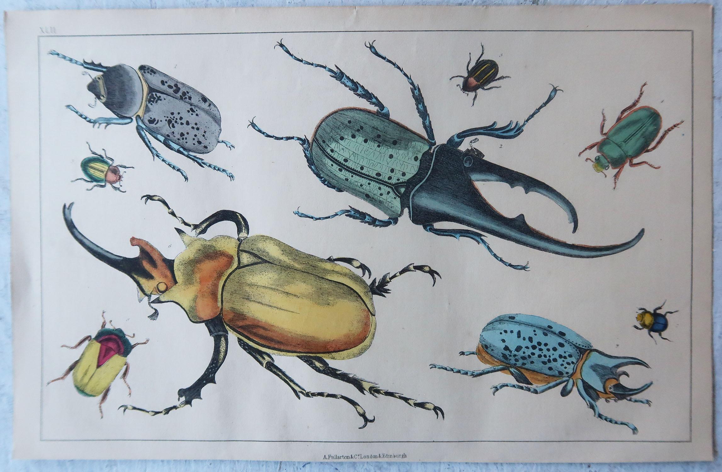 English Original Antique Print of Beetles, 1847 'Unframed'