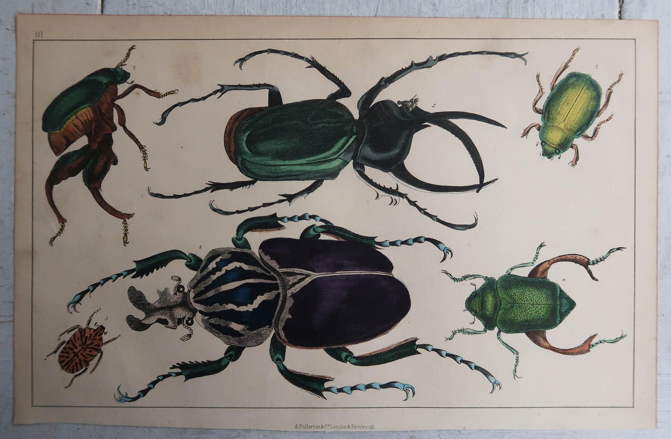 English Original Antique Print of Beetles, 1847, 'Unframed' For Sale