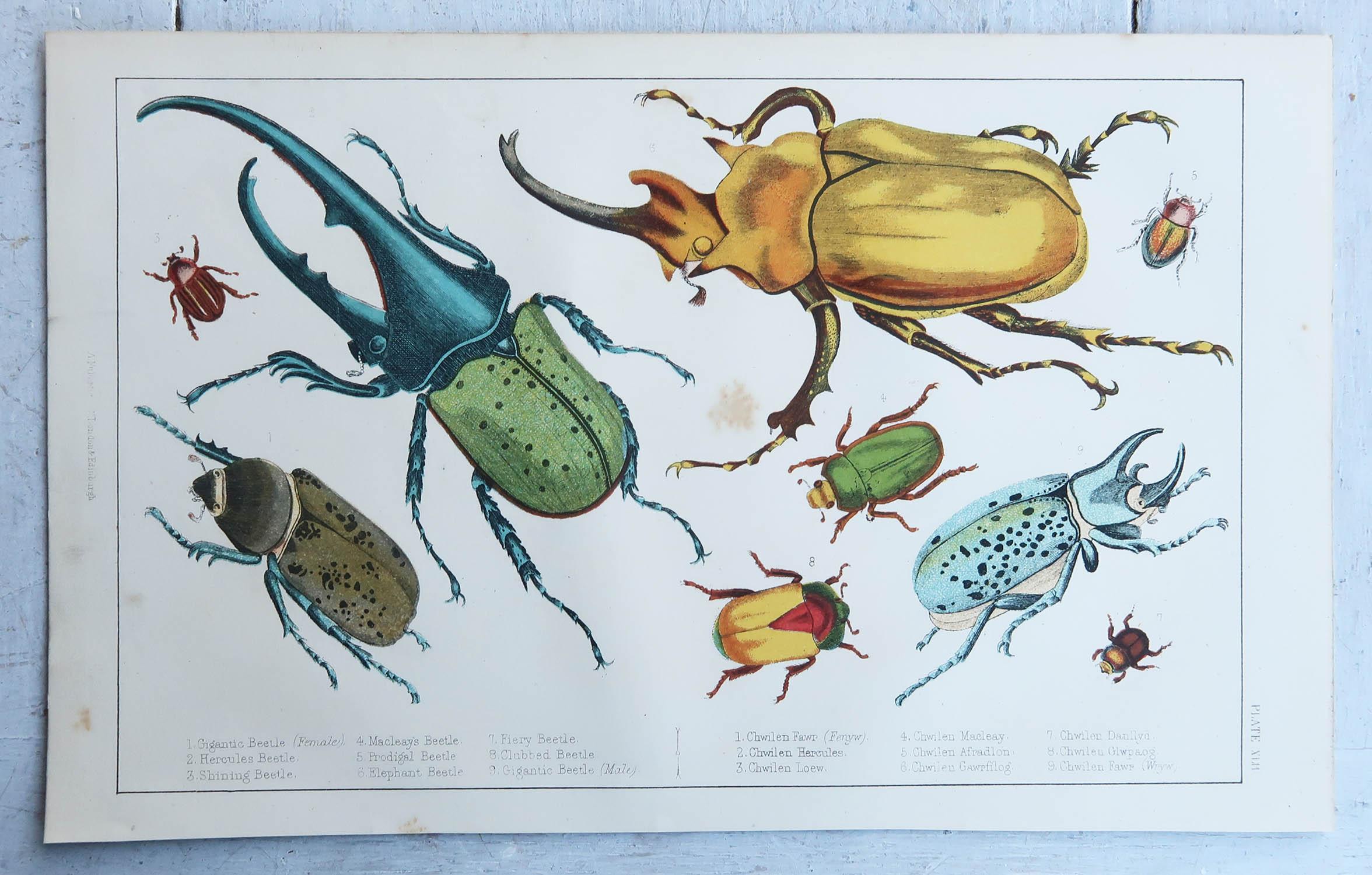English Original Antique Print of Beetles, 1847, 'Unframed' For Sale