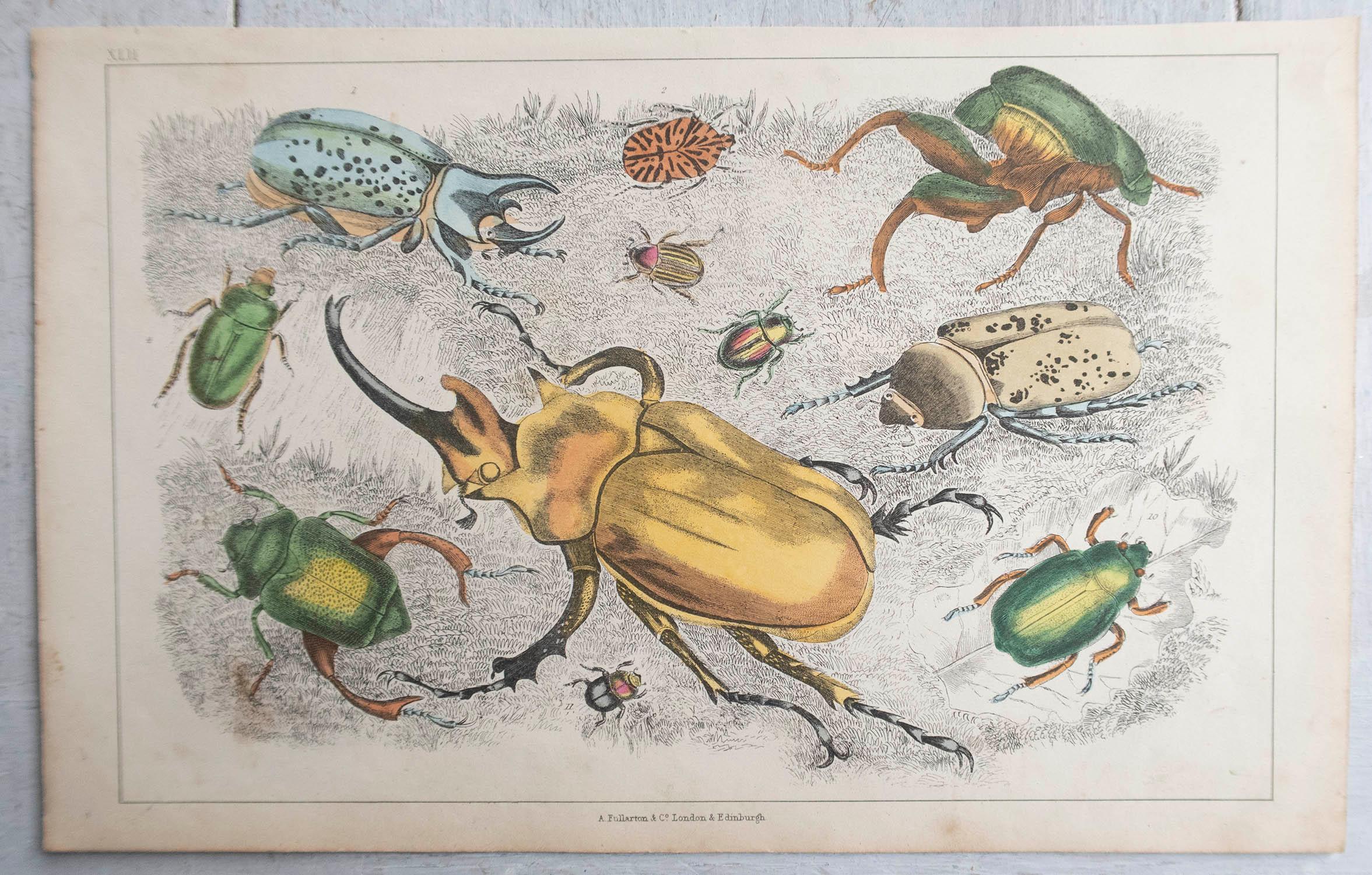 English Original Antique Print of Beetles, 1847, 'Unframed'