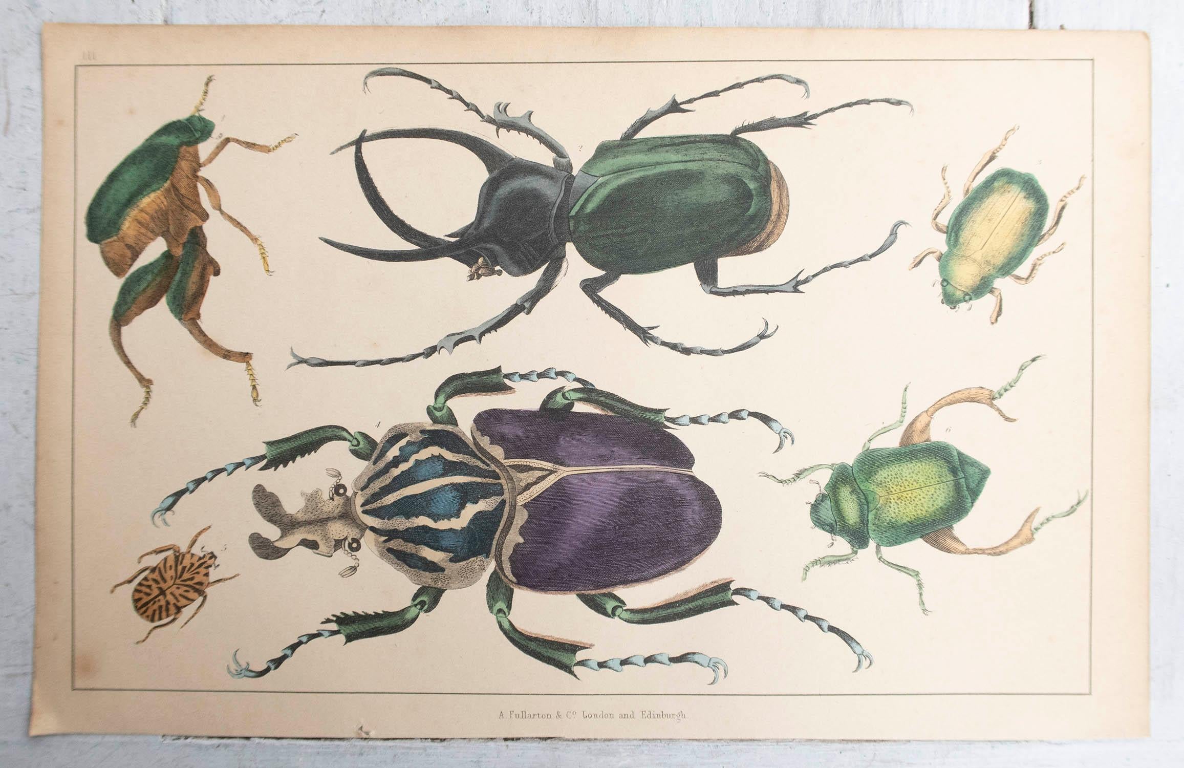 Anglais Impression ancienne originale de coccinelles, 1847, non encadrée en vente