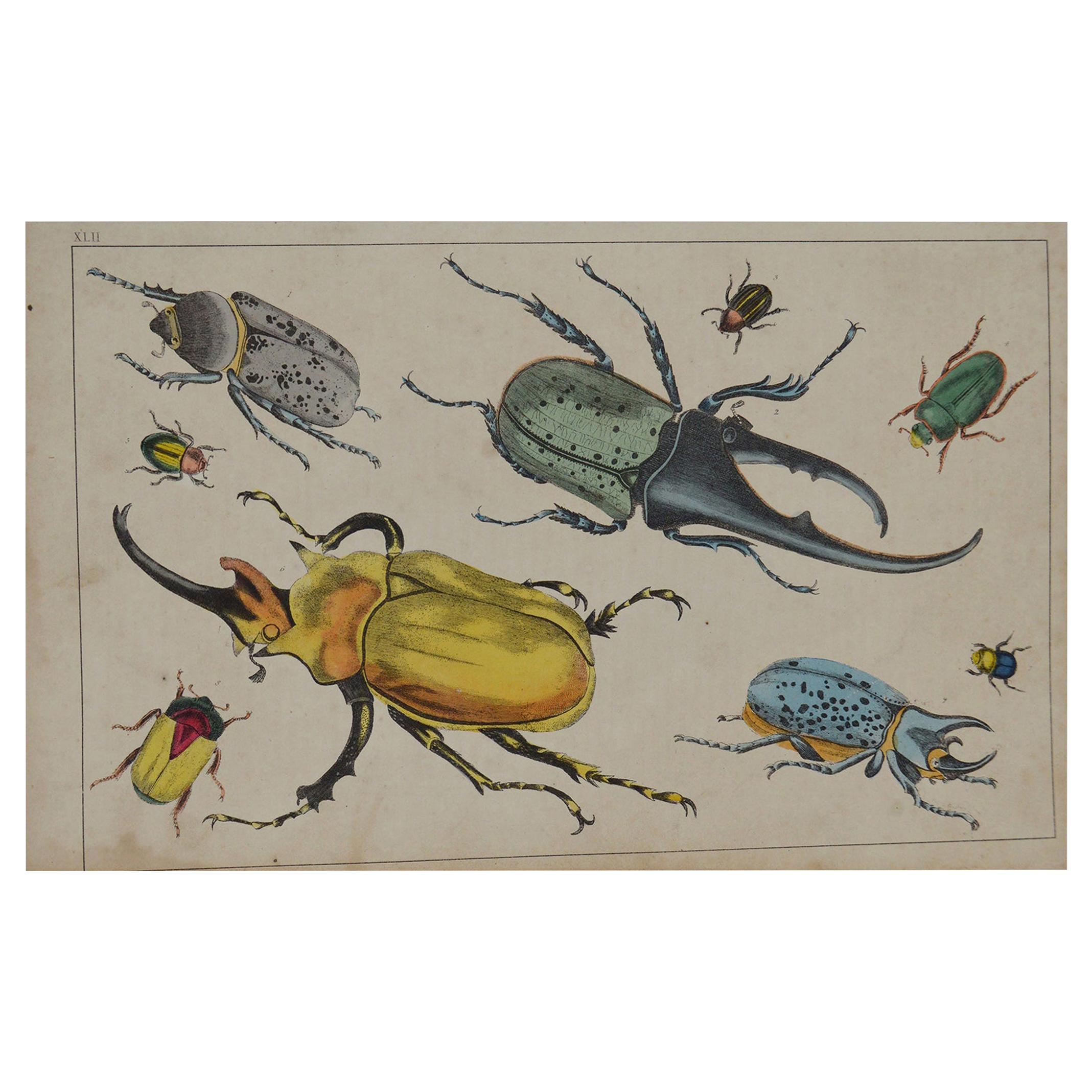 Original Antique Print of Beetles, 1847 'Unframed'