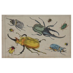 Original Antique Print of Beetles, 1847 'Unframed'