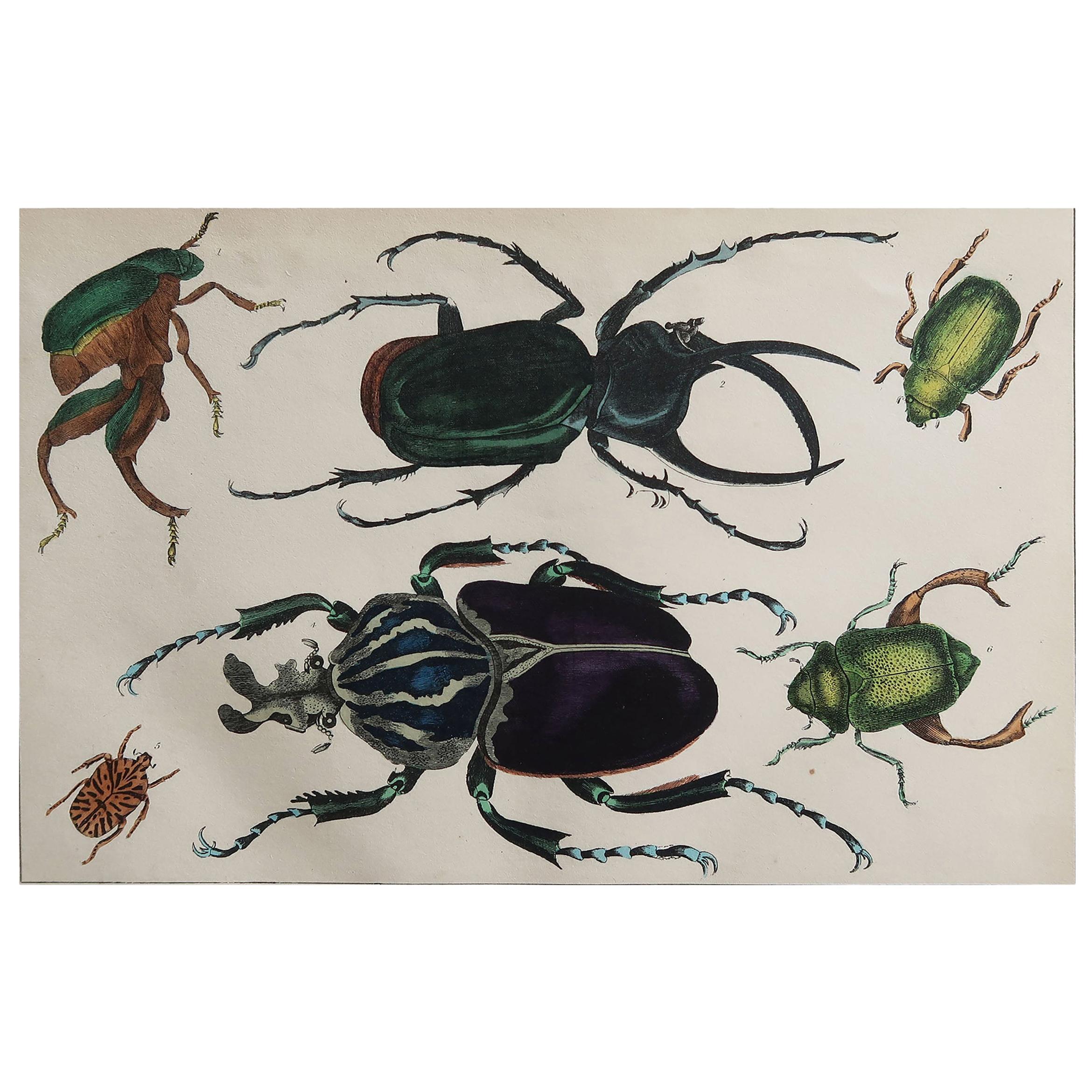 Original Antique Print of Beetles, 1847 'Unframed'