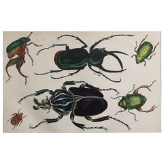 Original Antique Print of Beetles, 1847 'Unframed'