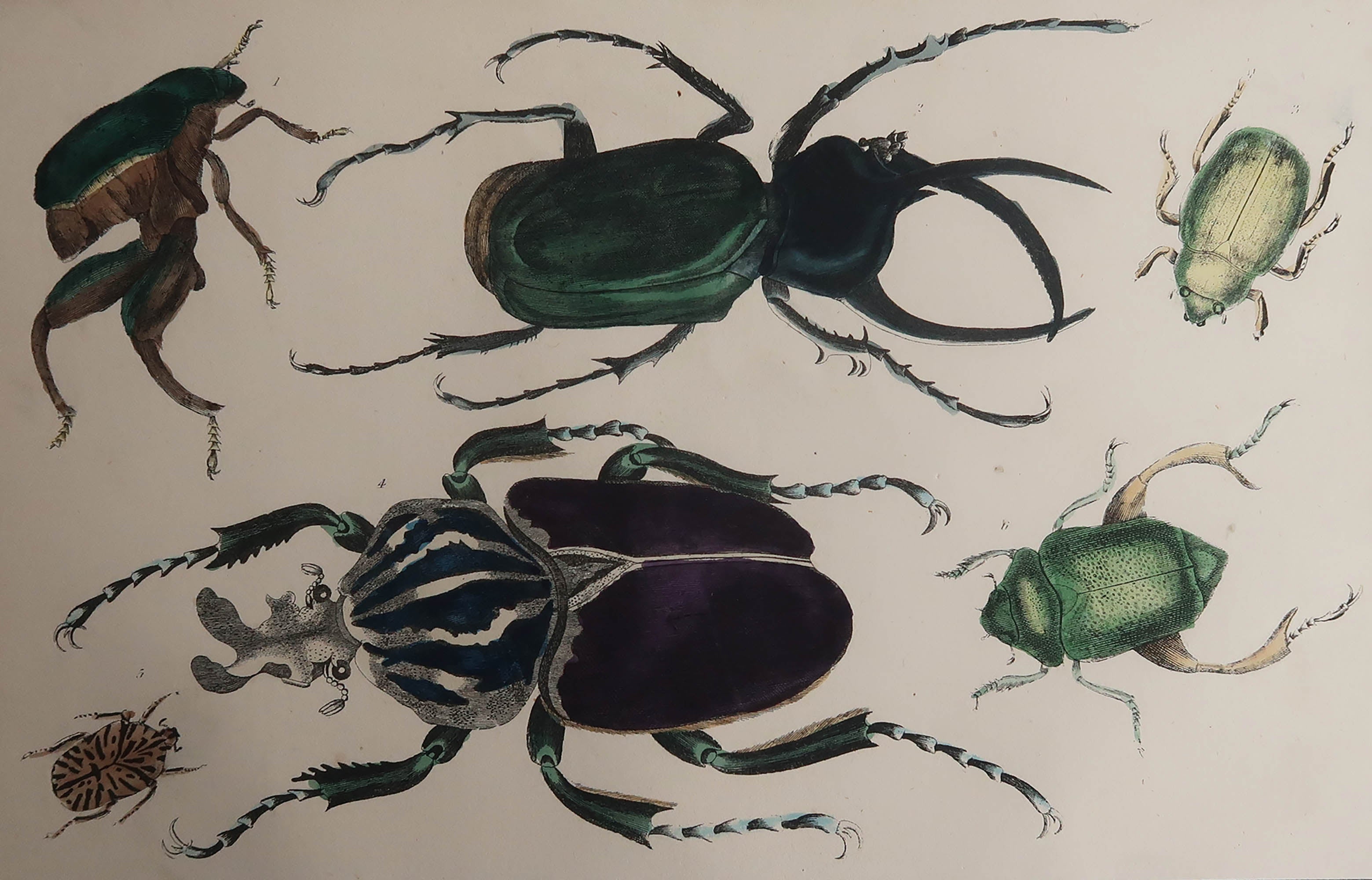 Original Antique Print of Beetles, 1847, 'Unframed' For Sale