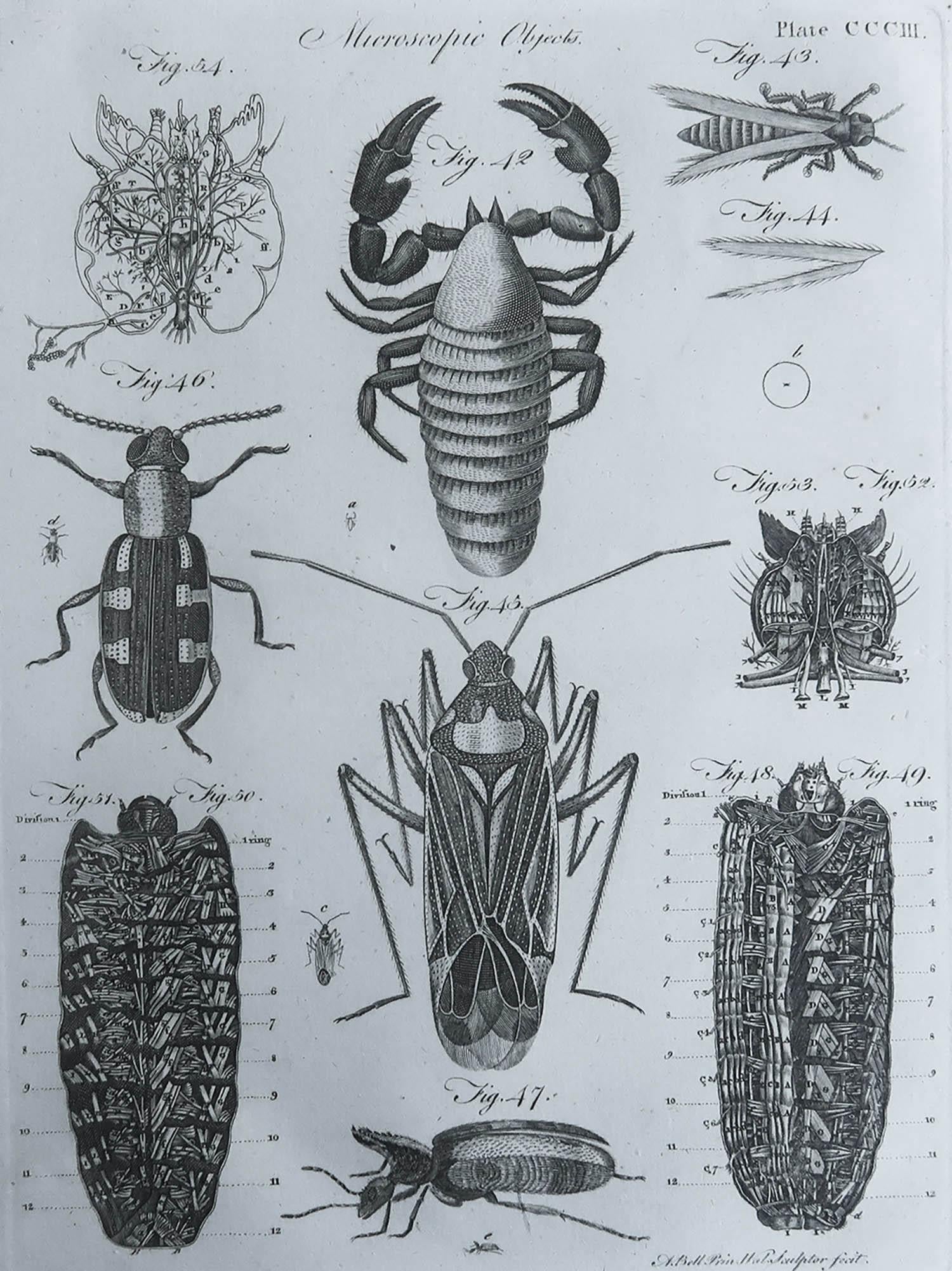 Great image of beetles

Copper-plate engraving

Drawn and engraved by A.Bell

Published C.1790

Unframed.

Free shipping. 



