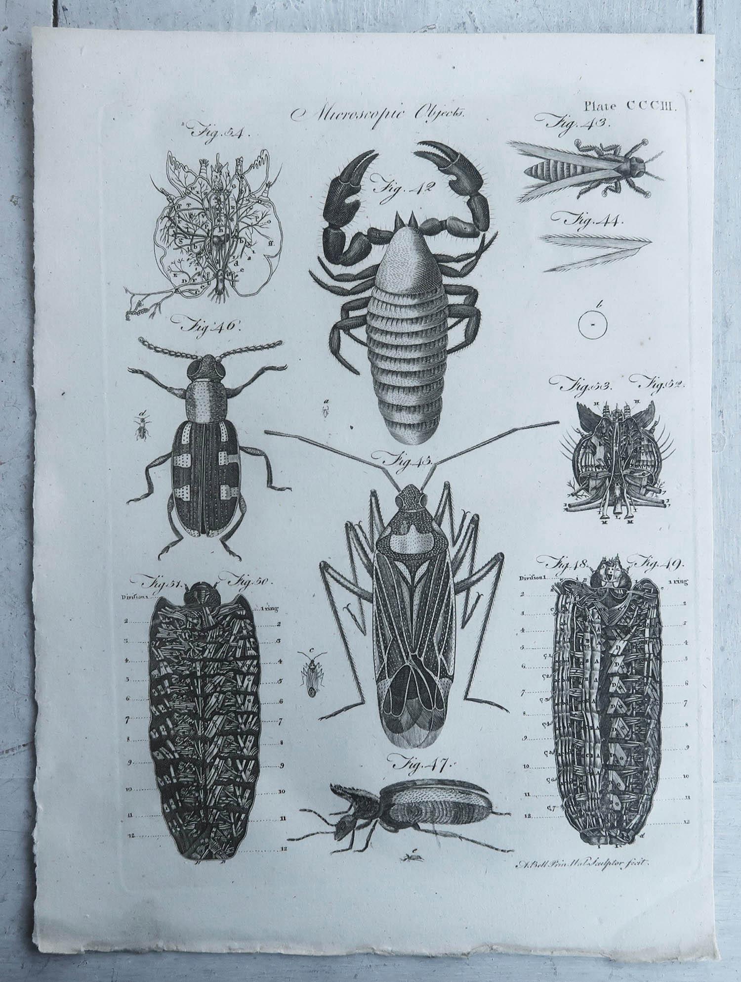 English Original Antique Print of Beetles, C.1790 For Sale