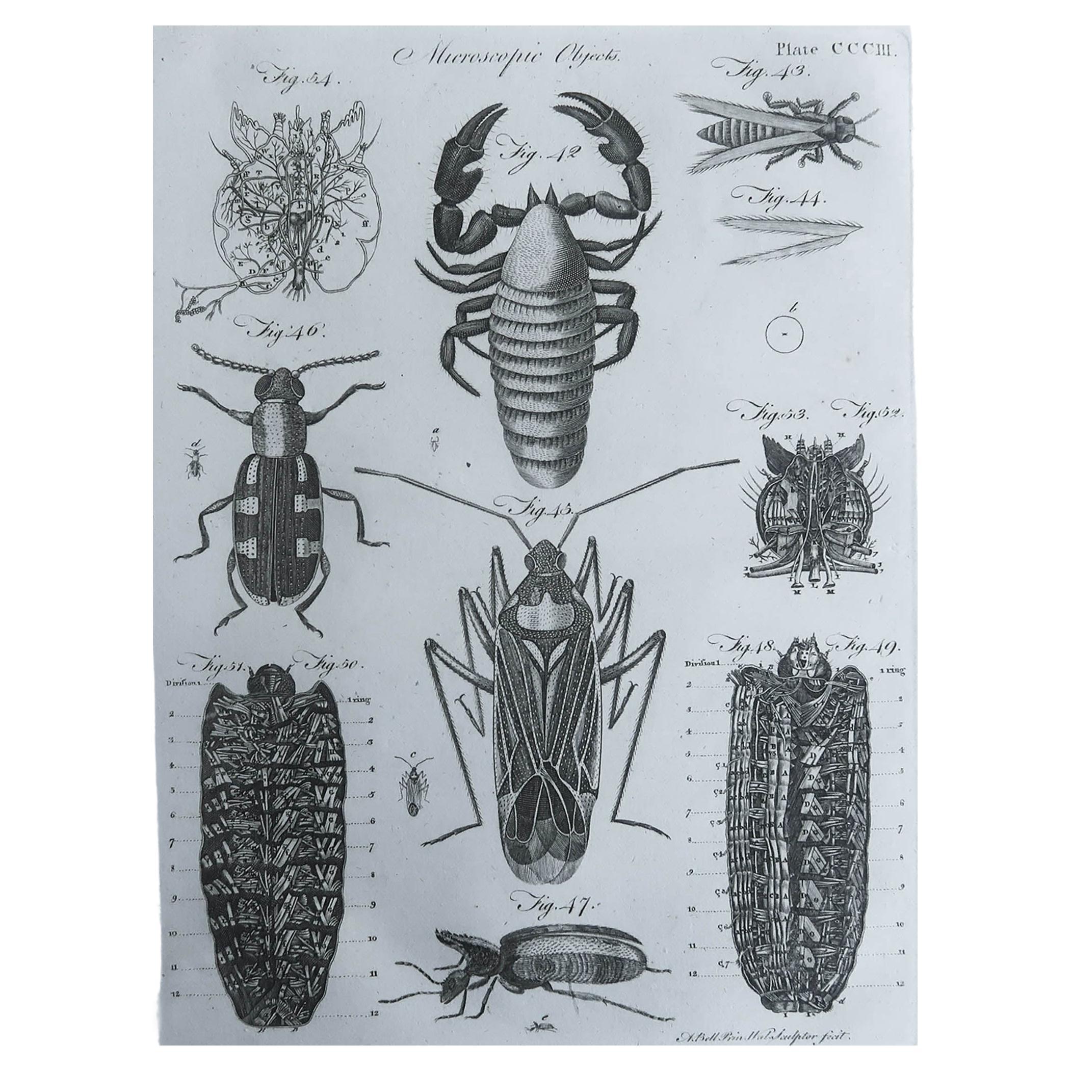 Impression ancienne originale de scarabées, vers 1790
