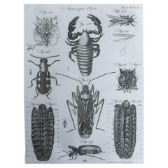 Original Antique Print of Beetles, C.1790