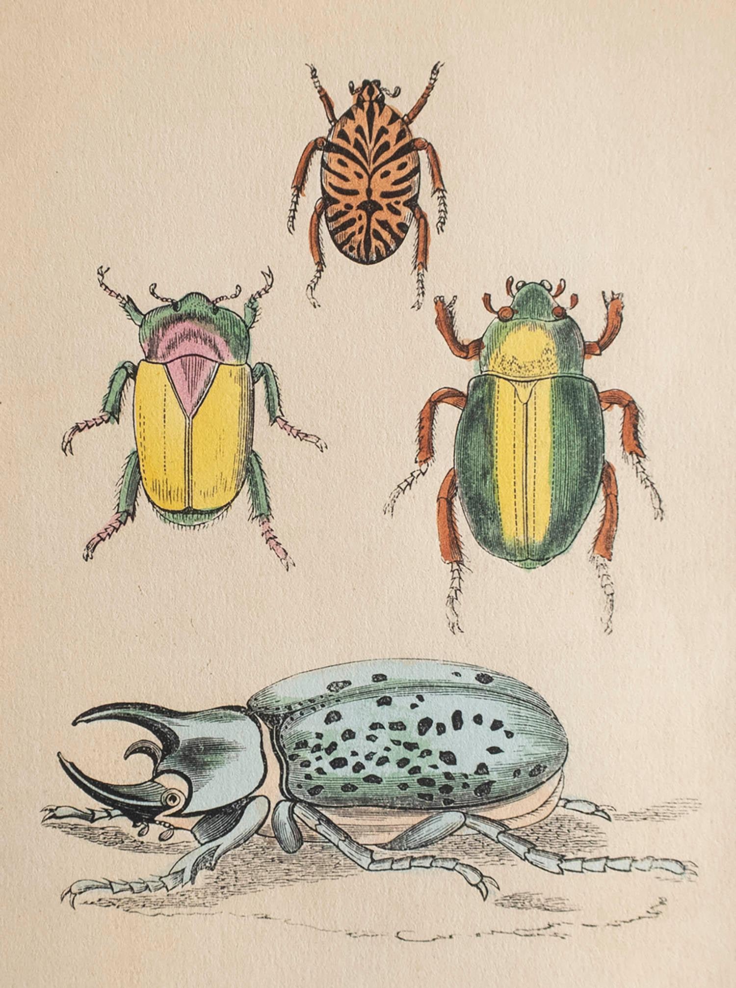 Superbe impression de coléoptères

Lithographie

Couleur originale à la main

Publié, vers 1850

Non encadré.



