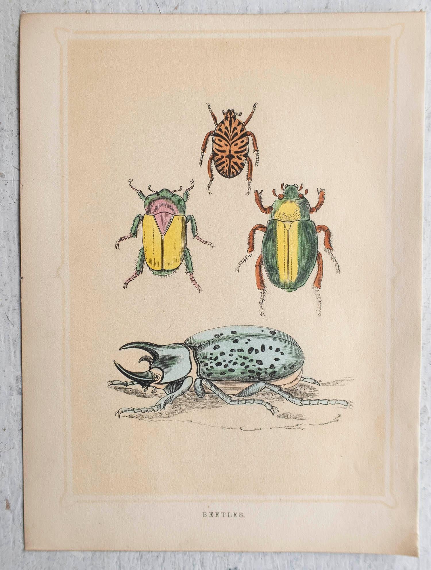  Grabado original antiguo de escarabajos, circa 1850 Victoriano