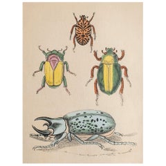 Original Antique Print of Beetles, circa 1850