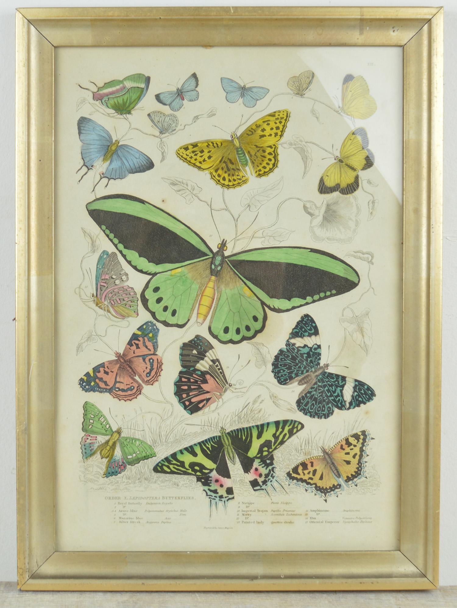 Great image of butterflies.

Hand-colored lithograph.

Original color.

From The Edinburgh Journal of Natural History.

Published by Smith, Elder, 1835

Presented in an antique distressed gilt frame.

The measurement given below is the