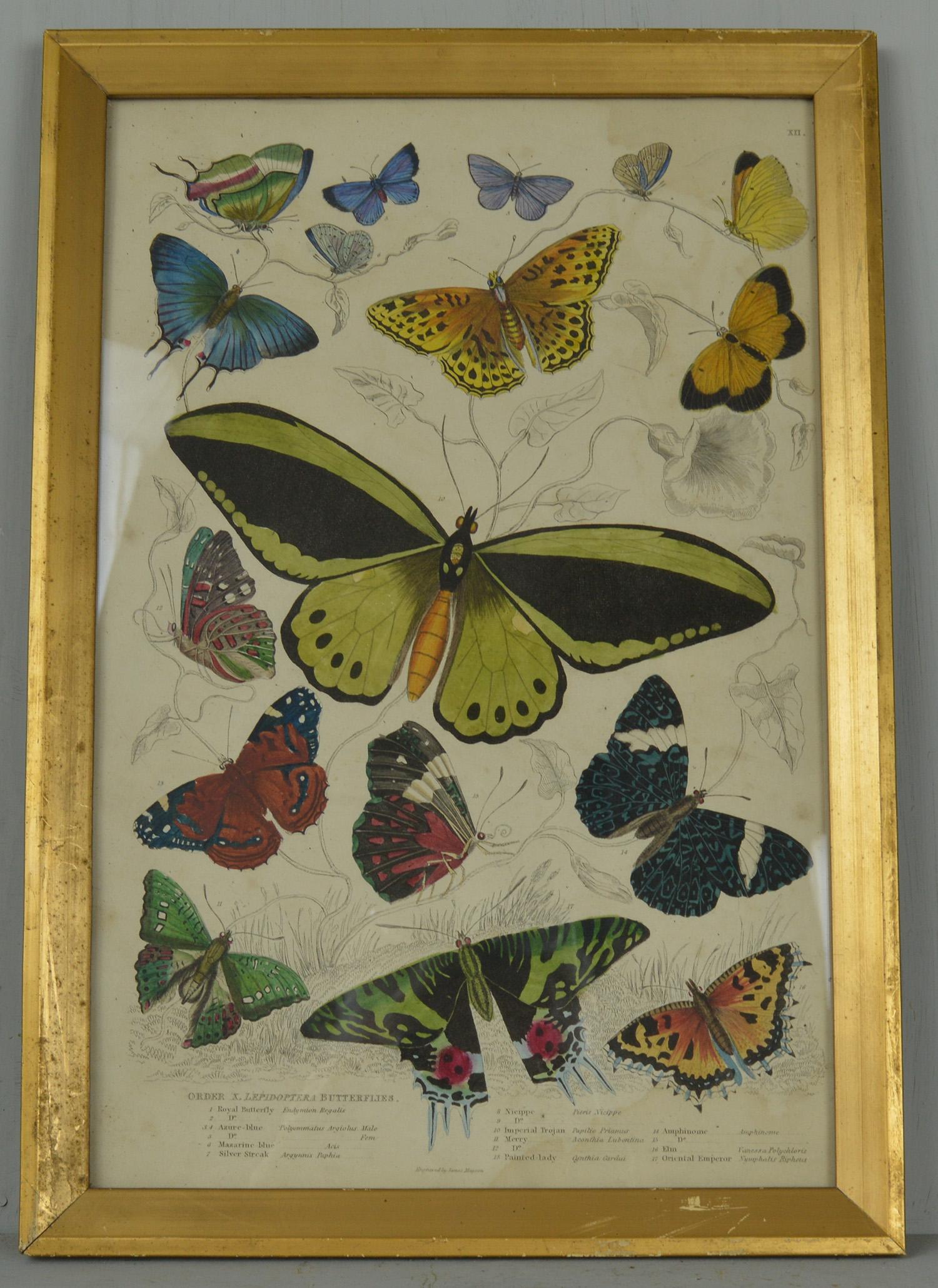 Great image of butterflies.

Hand-colored lithograph.

Original color.

From The Edinburgh Journal of Natural History.

Published by Smith, Elder, 1835.

Presented in an antique distressed gilt frame.

The measurement given below is the