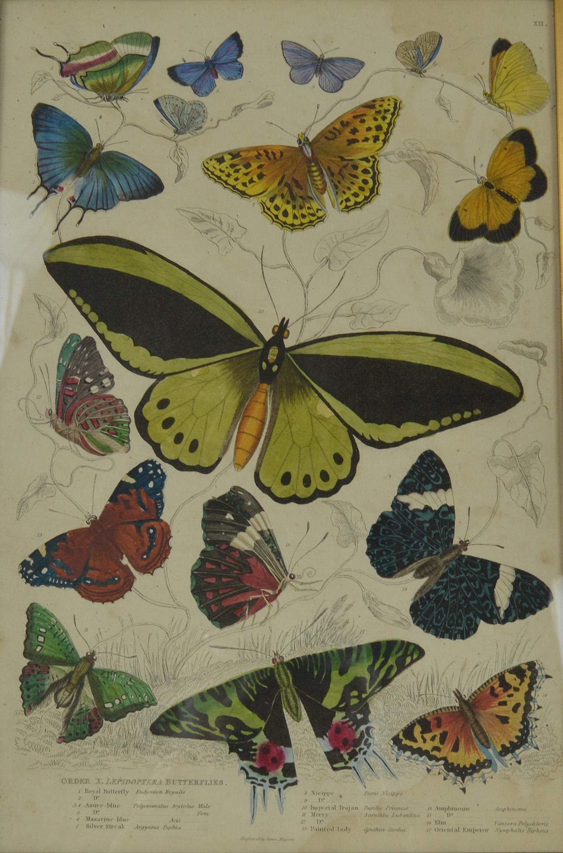 Folk Art Original Antique Print of Butterflies, 1835