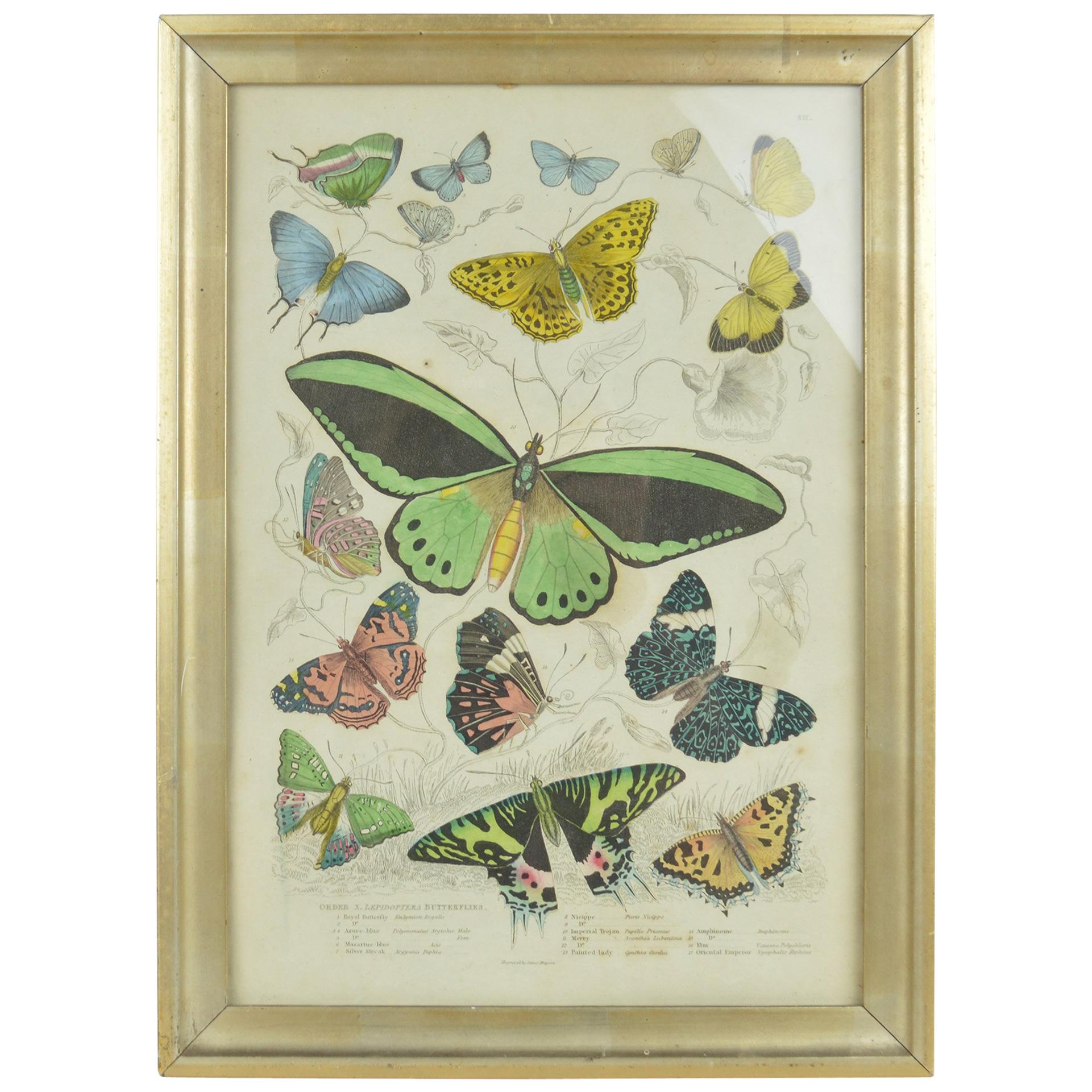 Original Antique Print of Butterflies, 1835