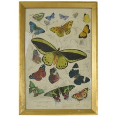 Original Antique Print of Butterflies, 1835