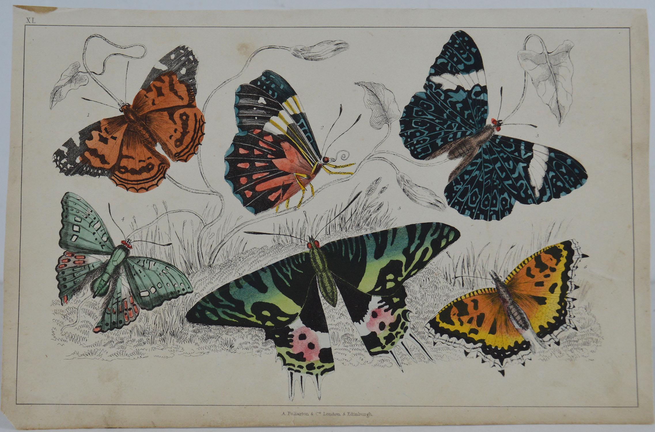Great image of butterflies.

Unframed. It gives you the option of perhaps making a set up using your own choice of frames.

Lithograph after Cpt. Brown with original hand color.

Published 1847.

Free shipping.






 
