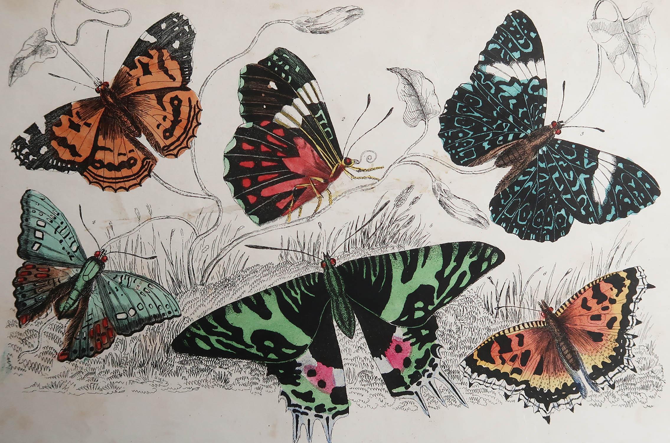 Tolles Bild von Schmetterlingen.

Ungerahmt. So haben Sie die Möglichkeit, Ihre eigene Auswahl an Rahmen zu treffen.

Lithographie nach Cpt. Braun mit Original-Handkolorit.

Veröffentlicht, 1847.


