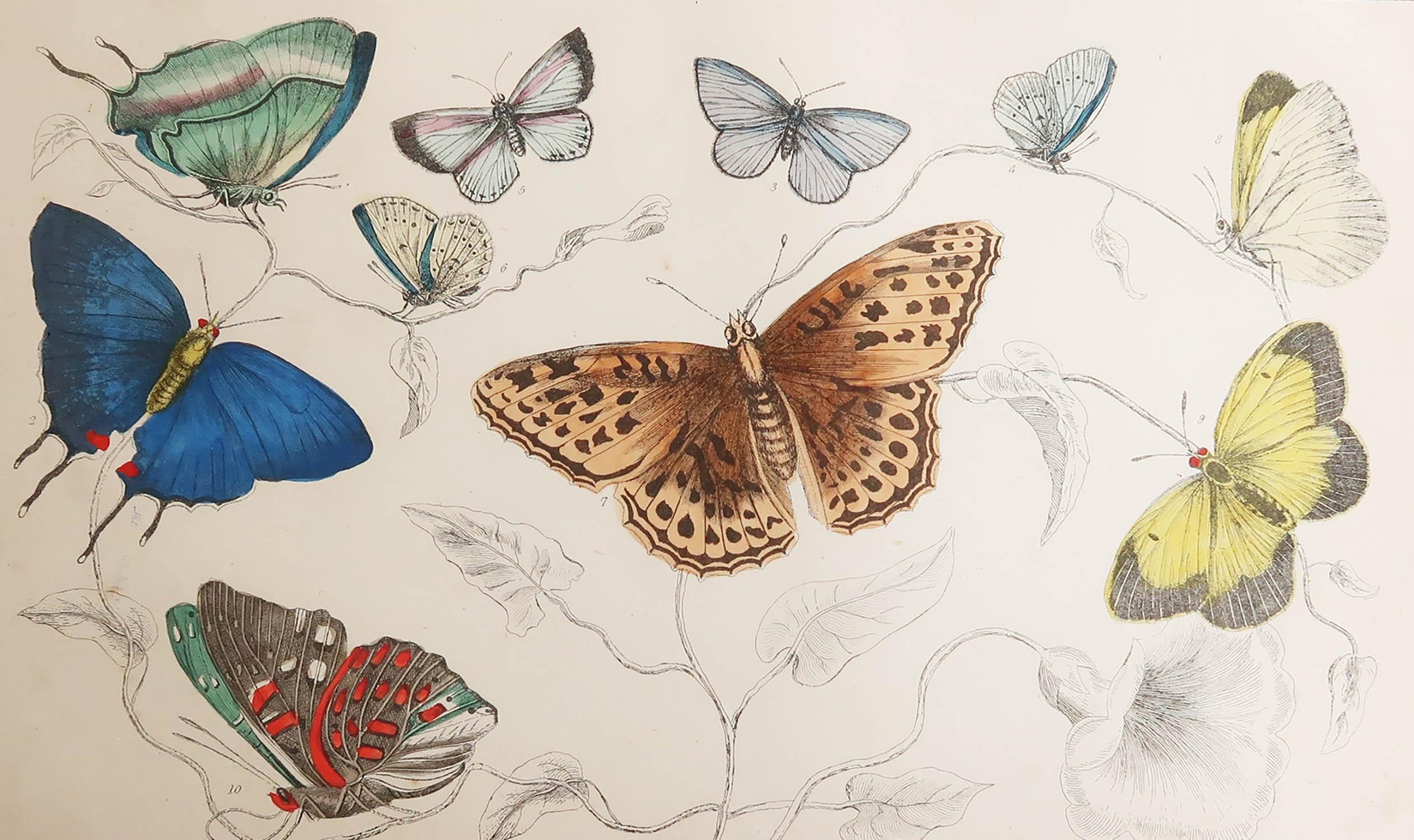 Great image of butterflies.

Unframed. It gives you the option of perhaps making a set up using your own choice of frames.

Lithograph after Cpt. brown with original hand color.

Published, 1847.