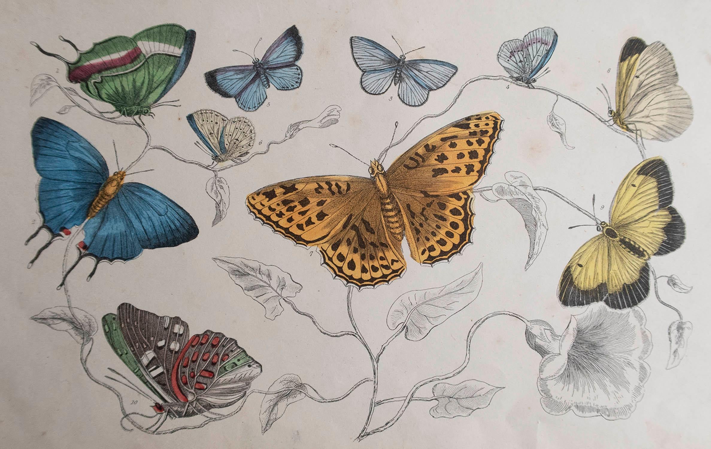 Great image of butterflies.

Unframed. It gives you the option of perhaps making a set up using your own choice of frames.

Lithograph after Cpt. brown with original hand color.

Published, 1847.
