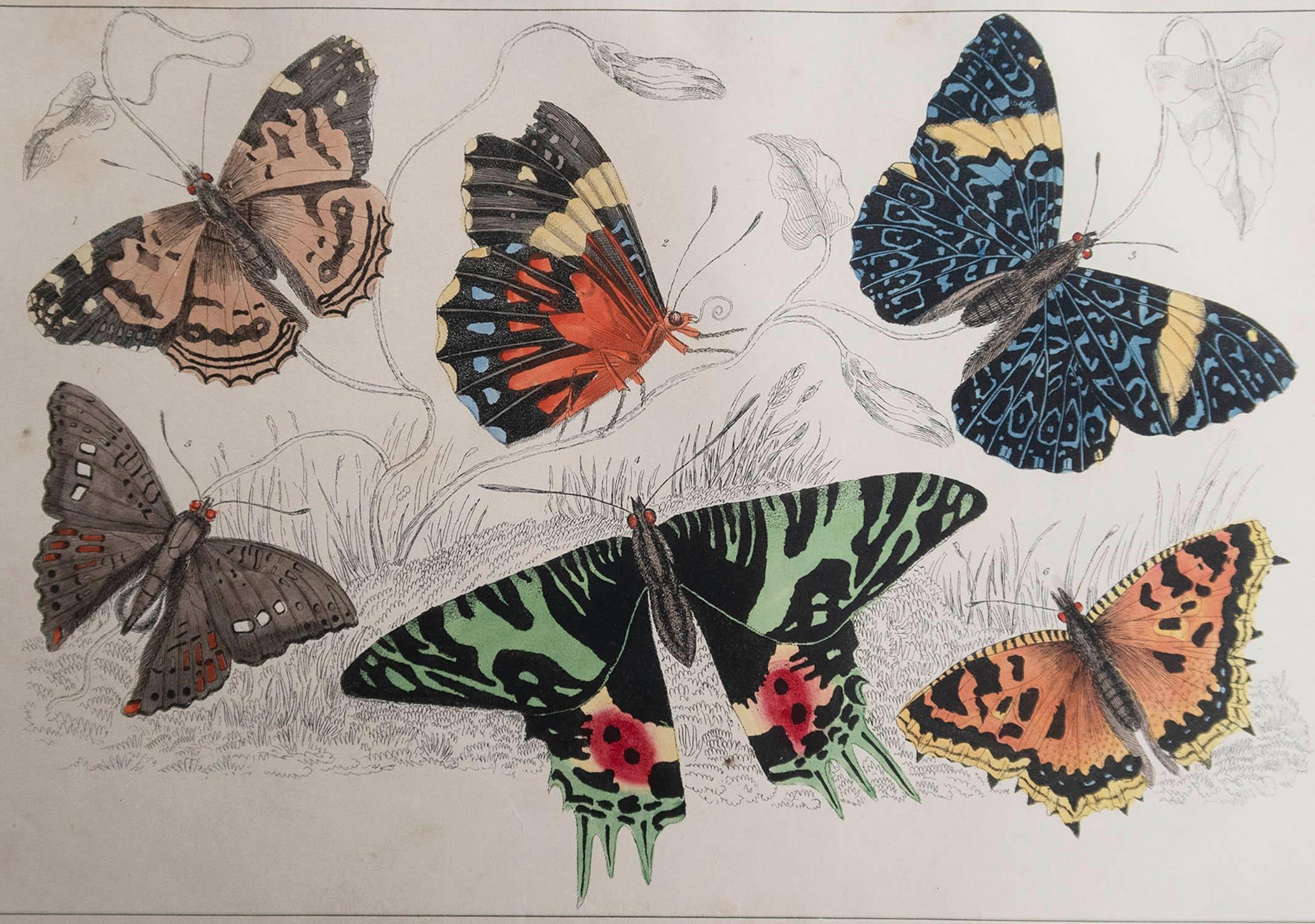 Great image of butterflies.

Unframed. It gives you the option of perhaps making a set up using your own choice of frames.

Lithograph after Cpt. brown with original hand color.

Published, 1847.


