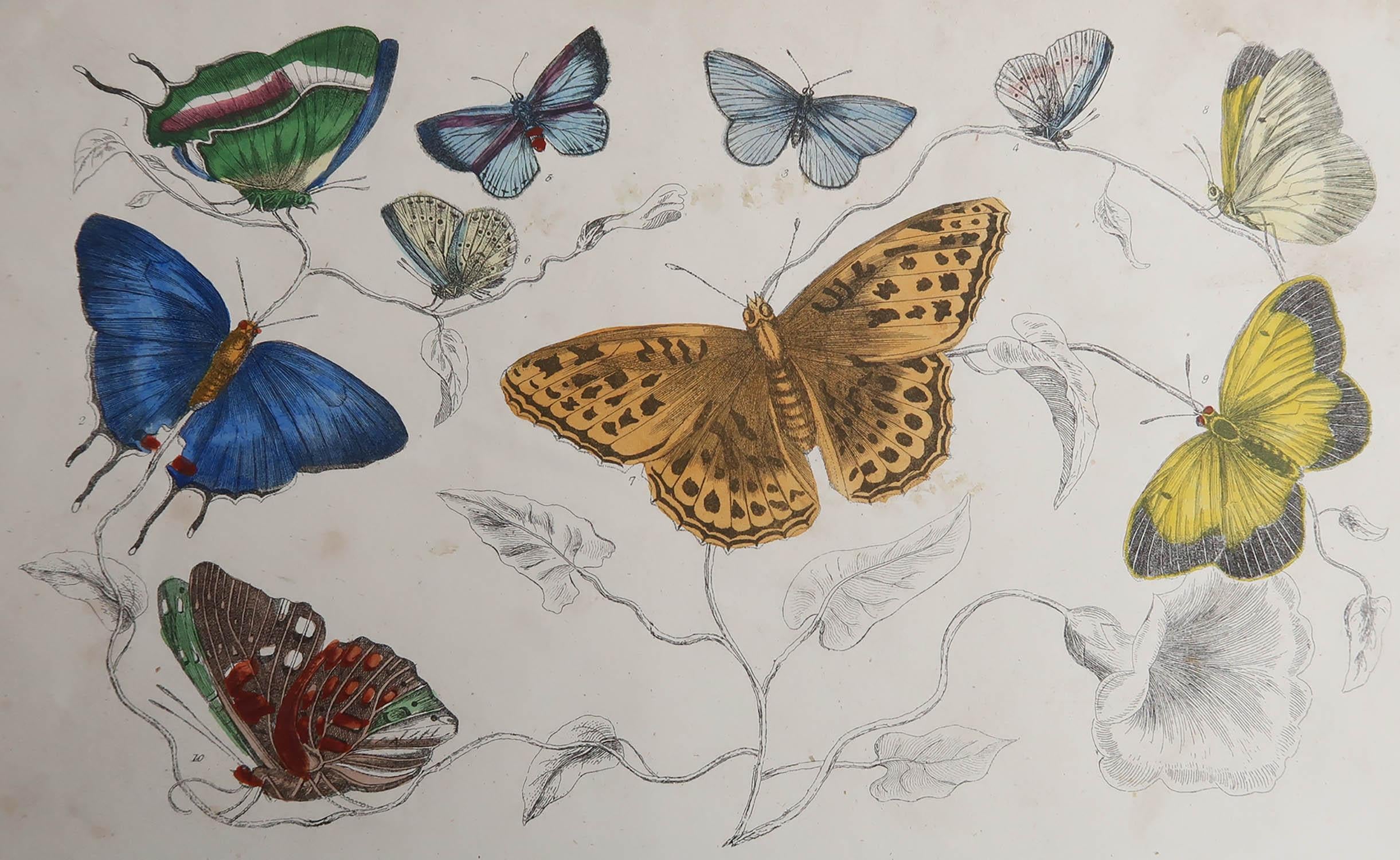 Great image of butterflies.

Unframed. It gives you the option of perhaps making a set up using your own choice of frames.

Lithograph after Cpt. brown with original hand color.

Published, 1847.