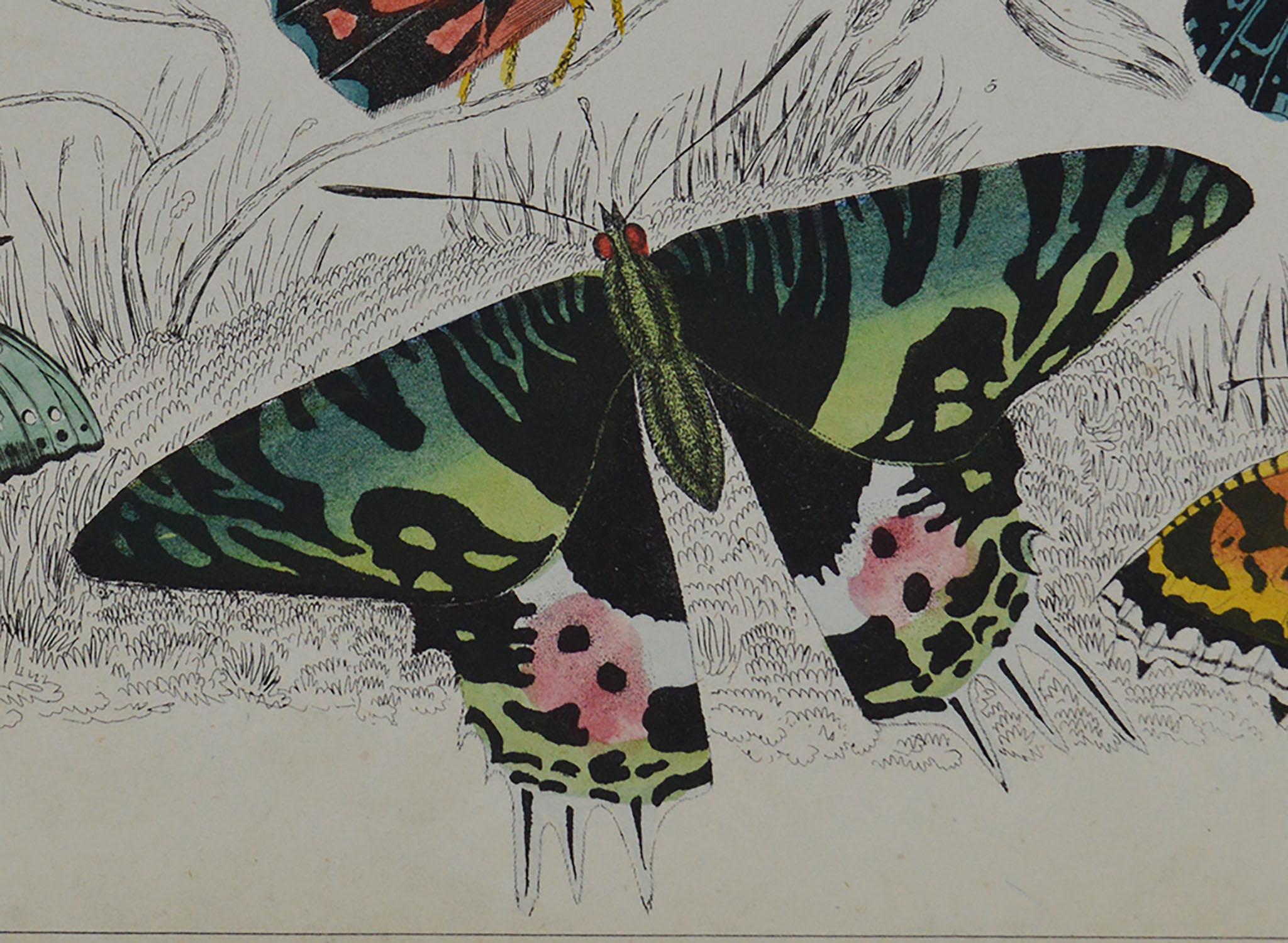Folk Art Original Antique Print of Butterflies, 1847 'Unframed'