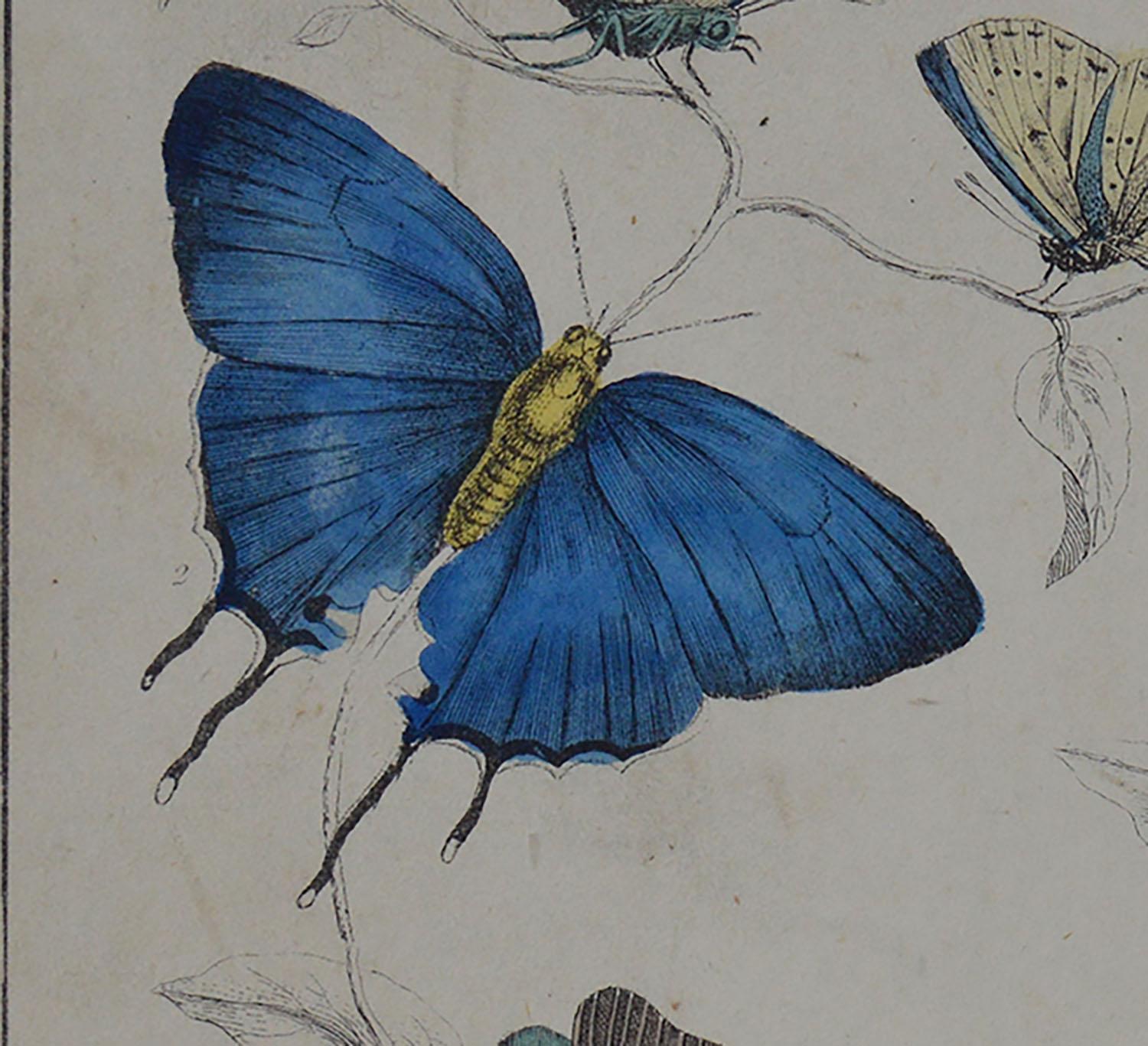 Folk Art Original Antique Print of Butterflies, 1847 'Unframed'